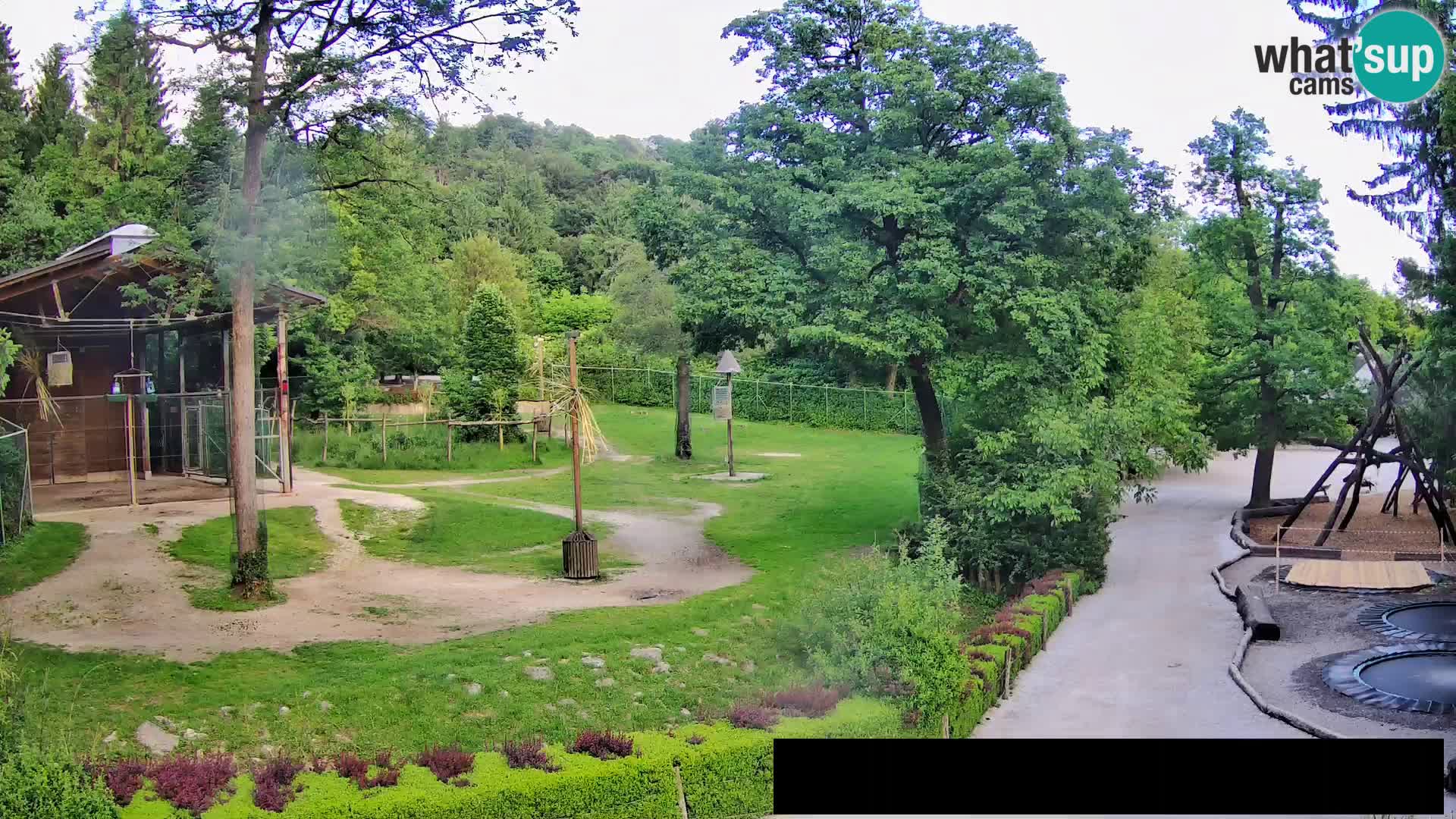Webcam Zoo Ljubljana – Giraffen