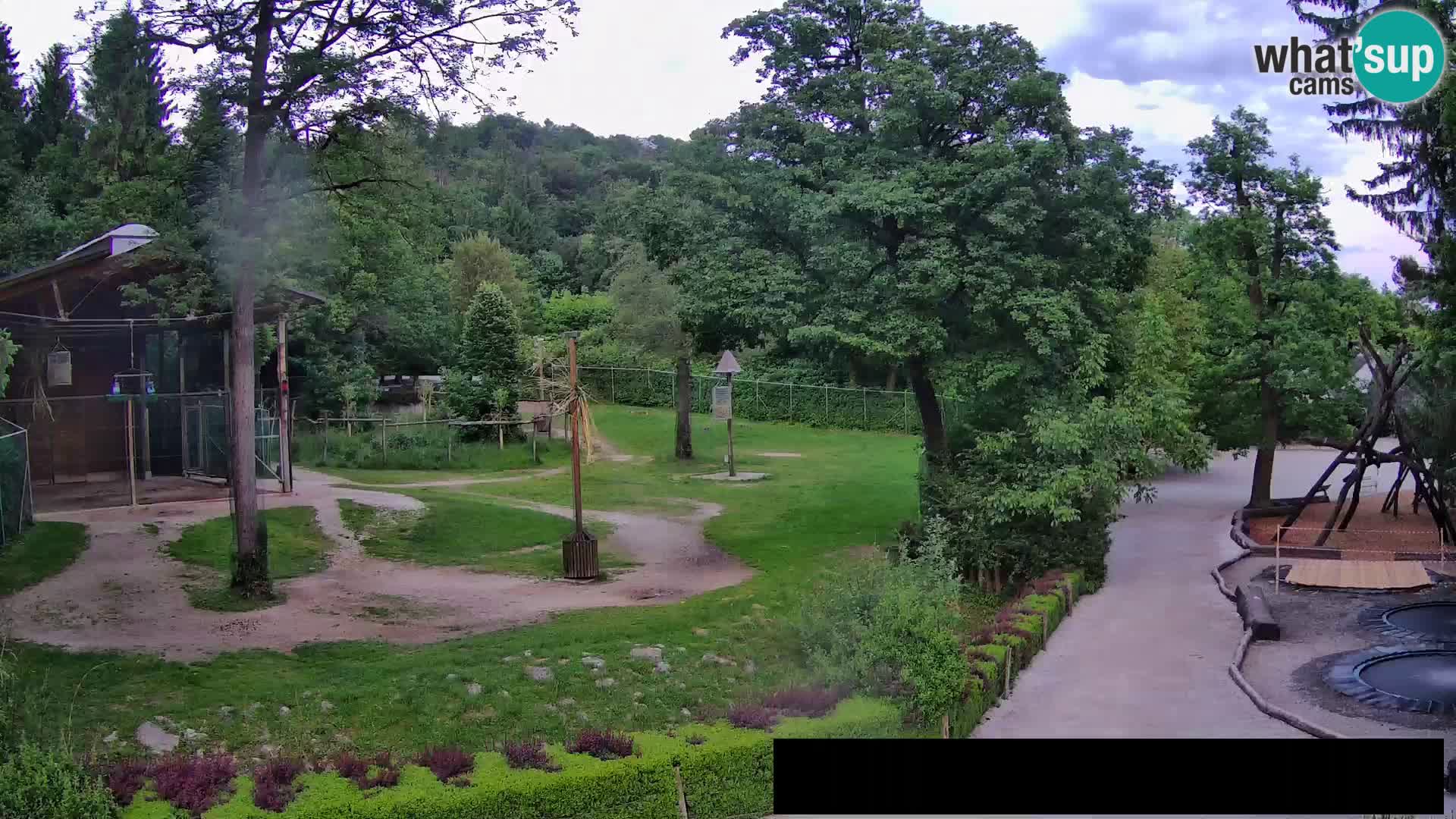 Webcam Zoo Ljubljana – Giraffen