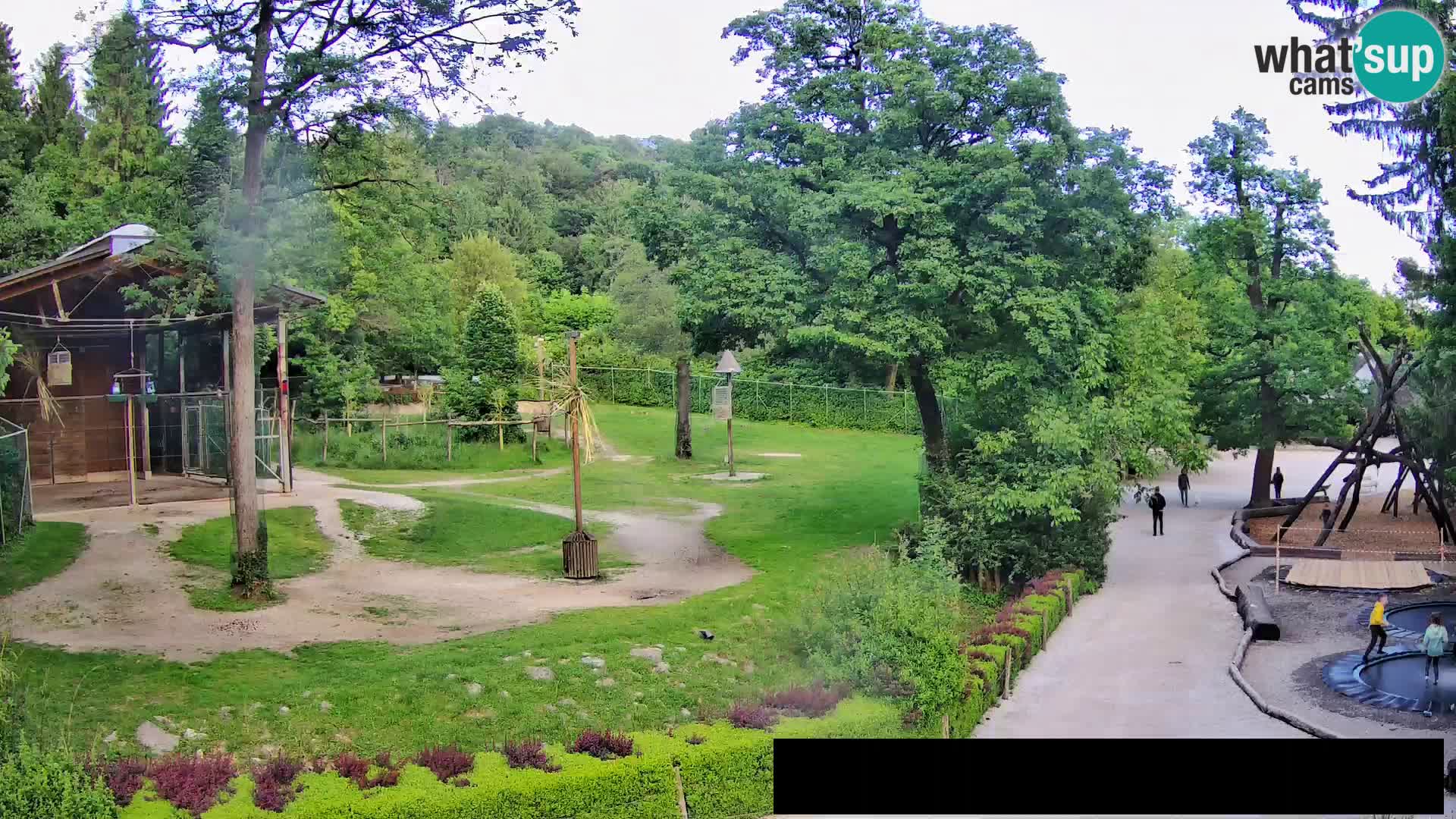 Webcam Zoo Ljubljana – Giraffes