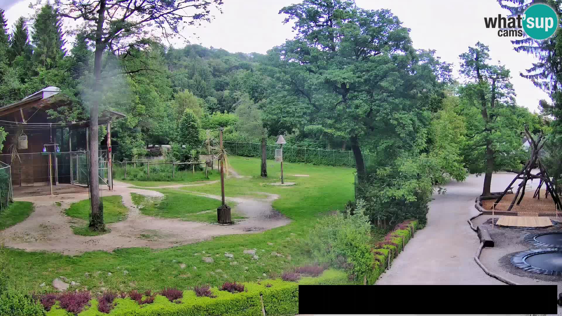Webcam Zoo Ljubljana – Giraffen