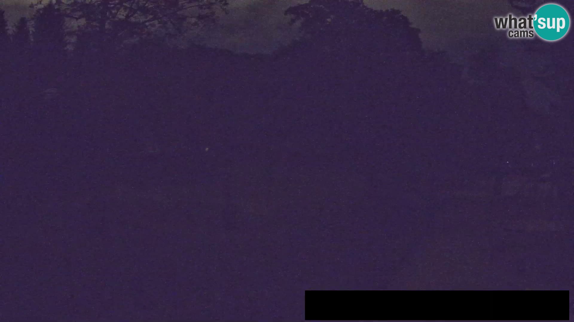 Webcam Zoo Ljubljana – Jirafas