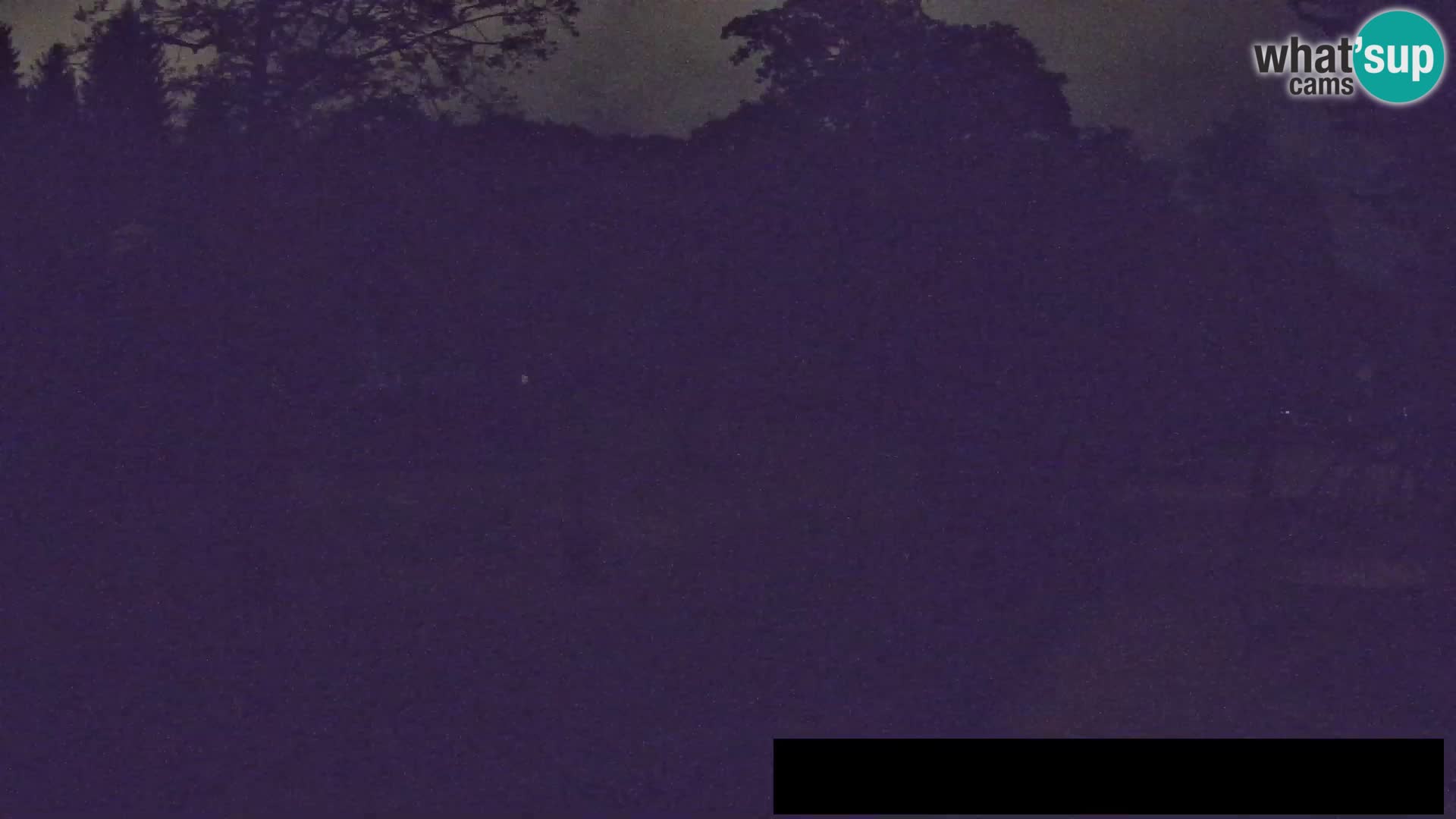 Webcam live Zoo Lubiana – Giraffe