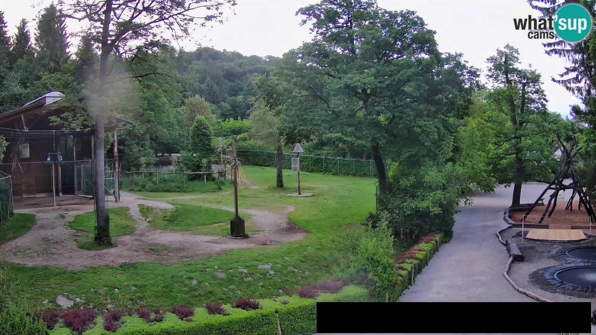 Webcam live Zoo Lubiana – Giraffe