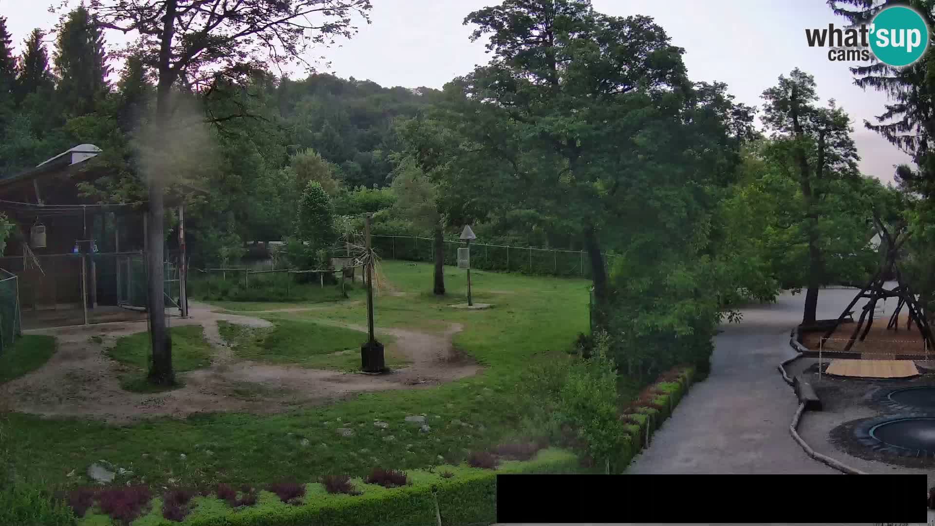 Webcam Zoo Ljubljana – Giraffes