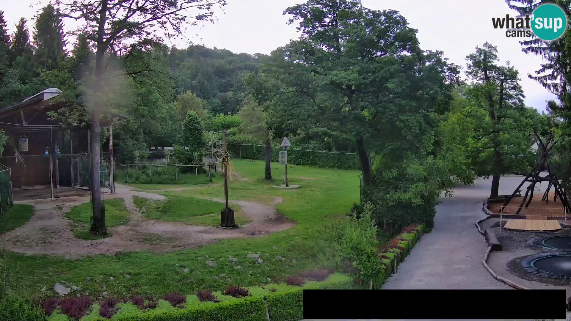 Web kamera Zoo Ljubljana – Žirafe