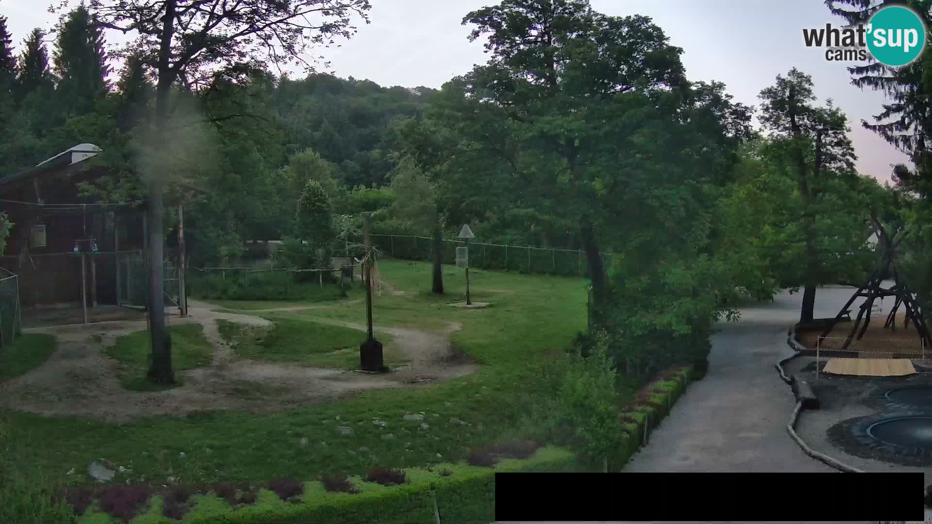 Webcam Zoo Ljubljana – Giraffen