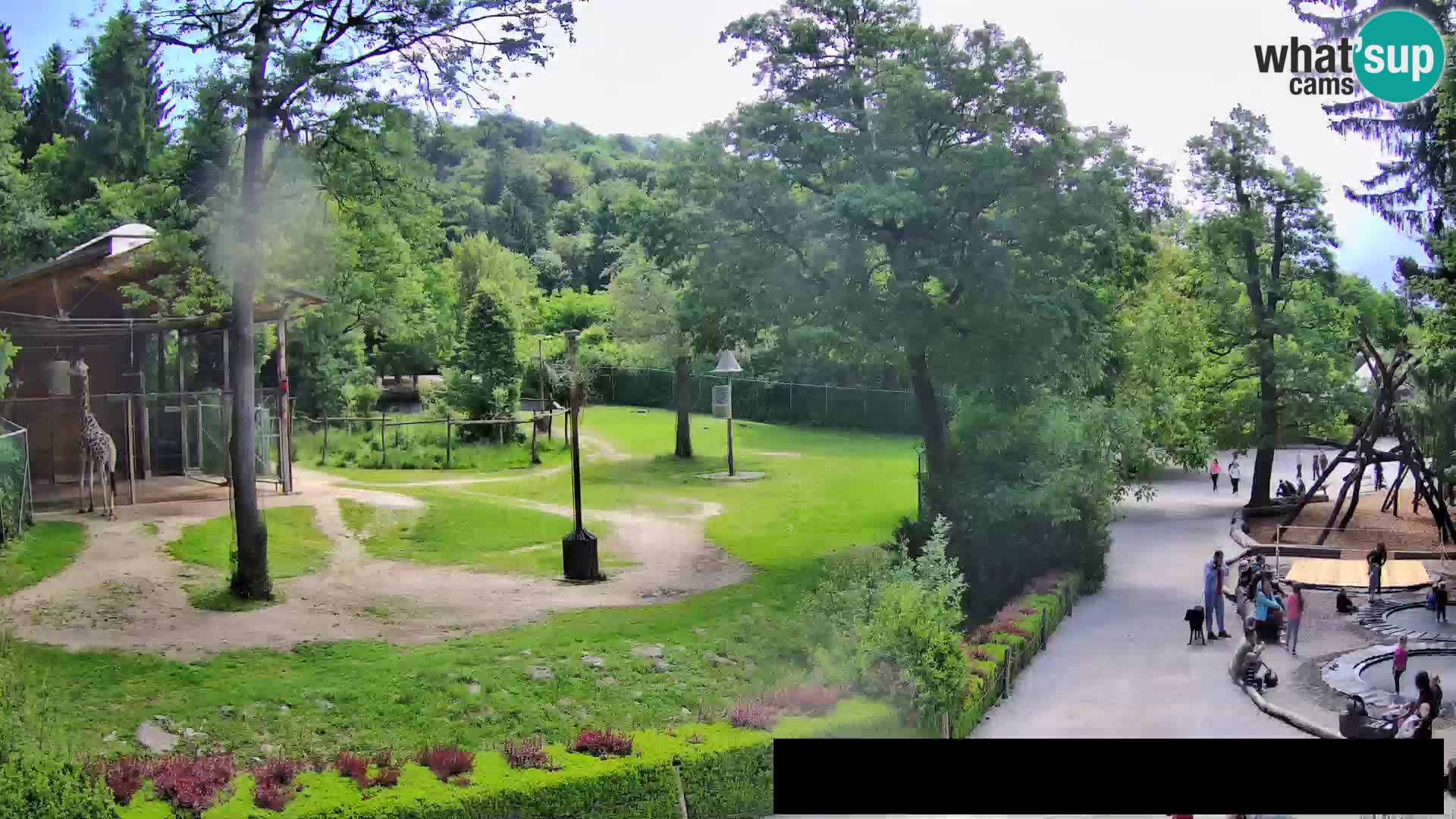 Webcam Zoo Ljubljana – Giraffes