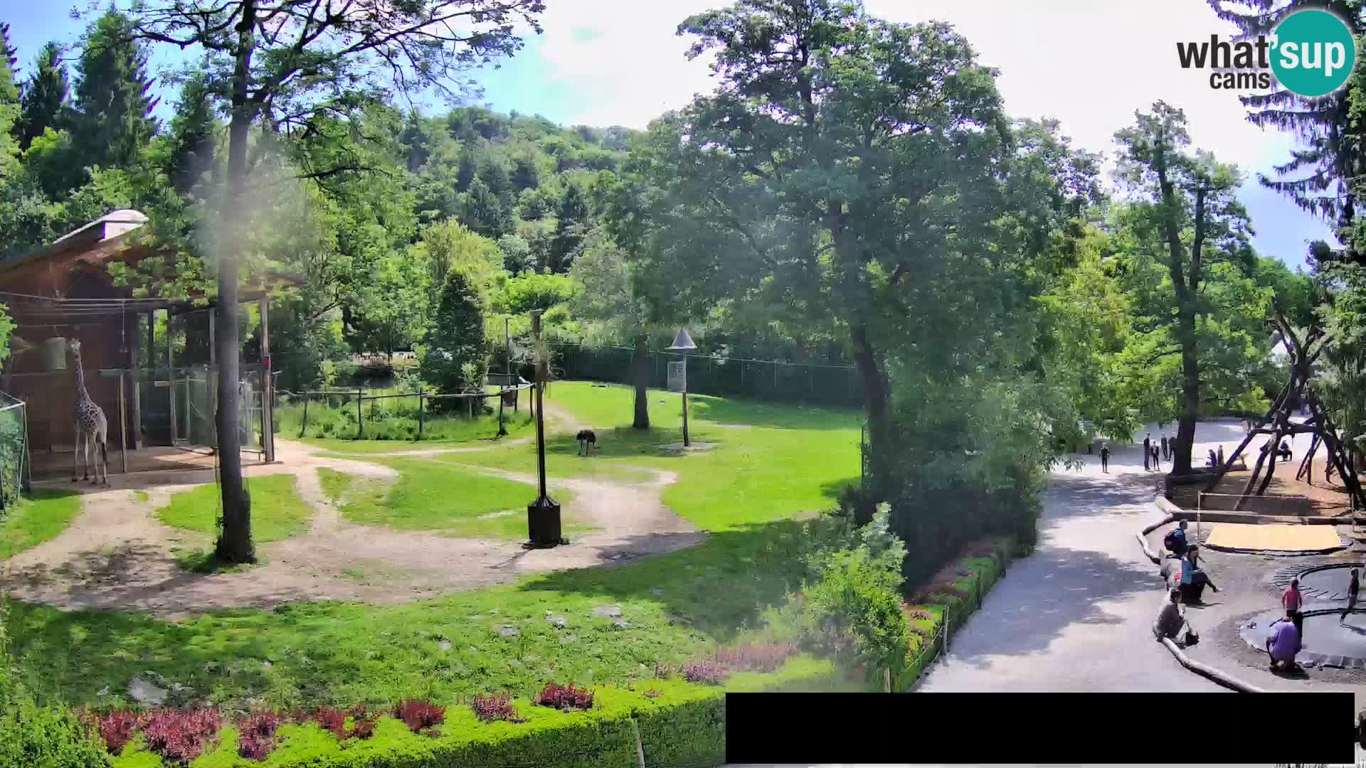 Webcam Zoo Ljubljana – Giraffes
