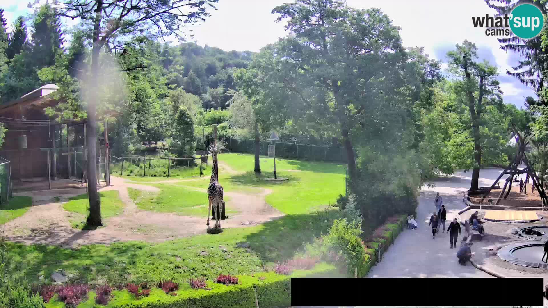 Web kamera Zoo Ljubljana – Žirafe