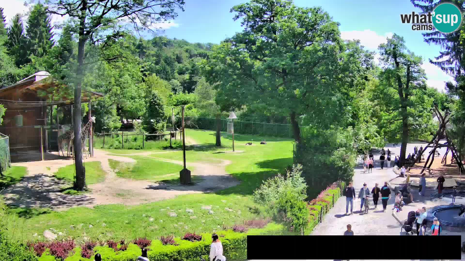 Webcam live Zoo Lubiana – Giraffe