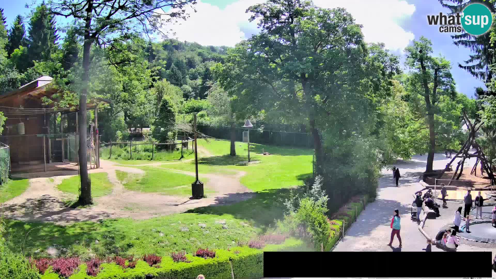 Webcam Zoo Ljubljana – Giraffes