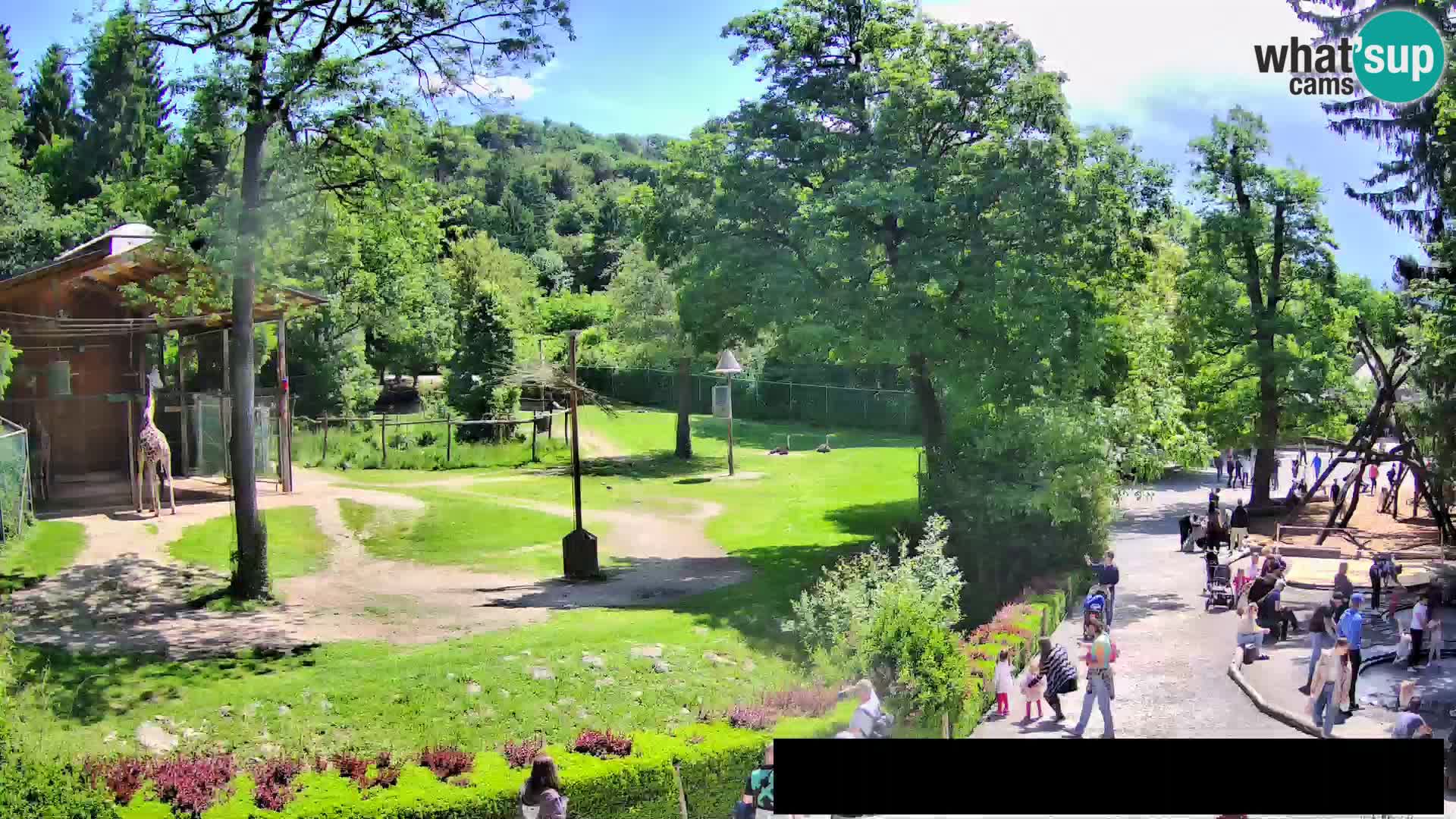 Webcam Zoo Ljubljana – Jirafas