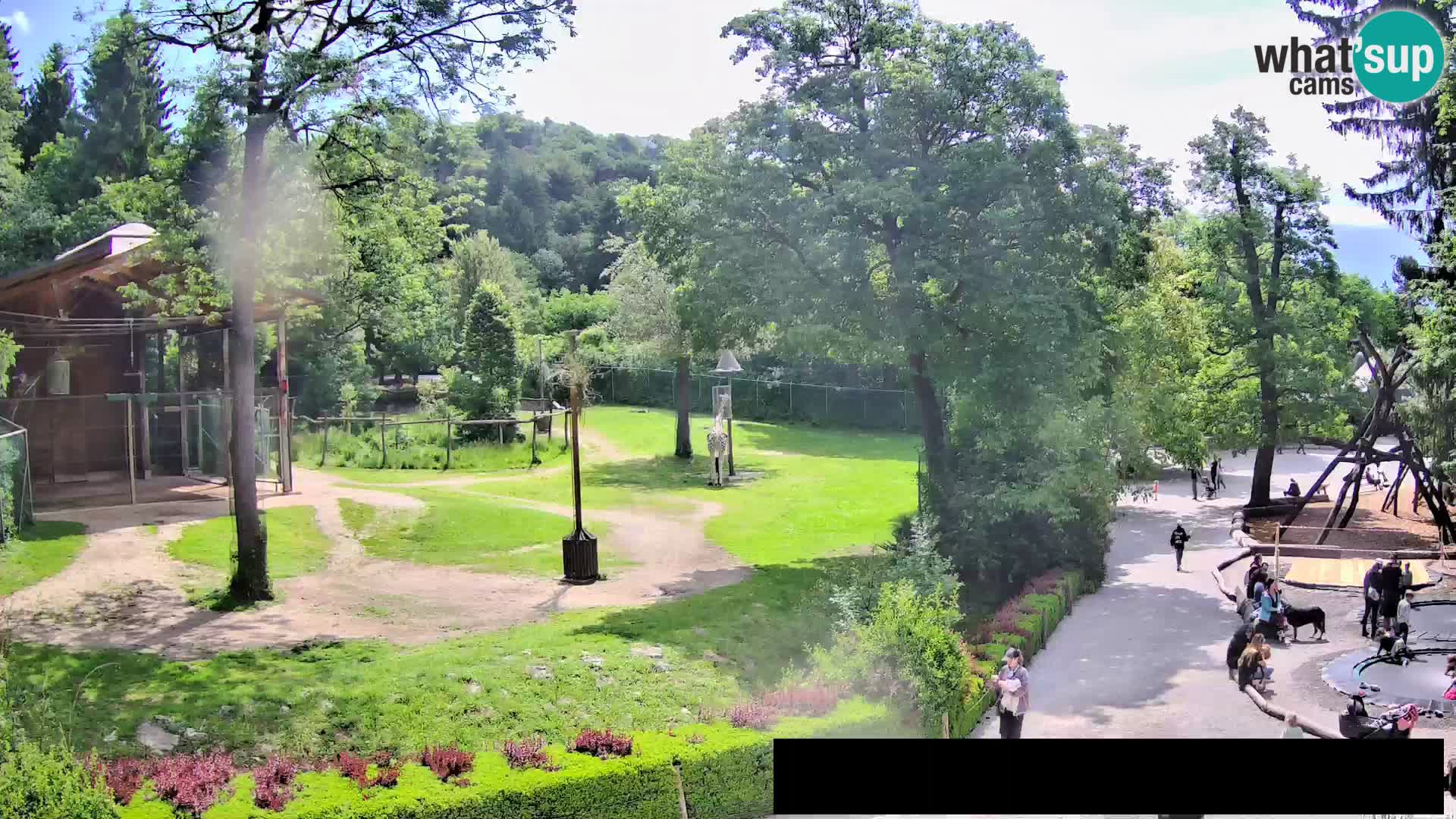 Webcam Zoo Ljubljana – Giraffes