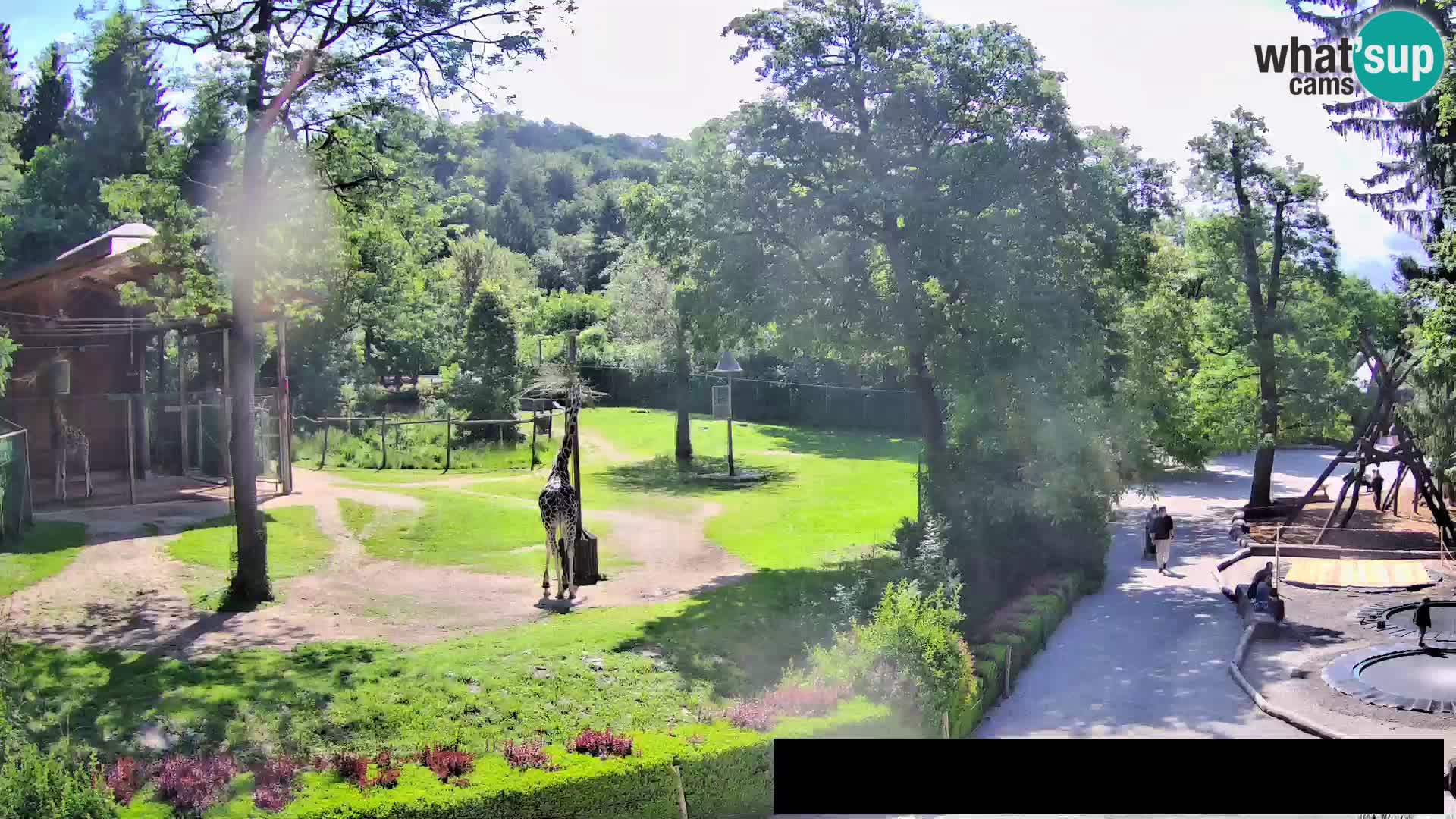 Web kamera Zoo Ljubljana – Žirafe