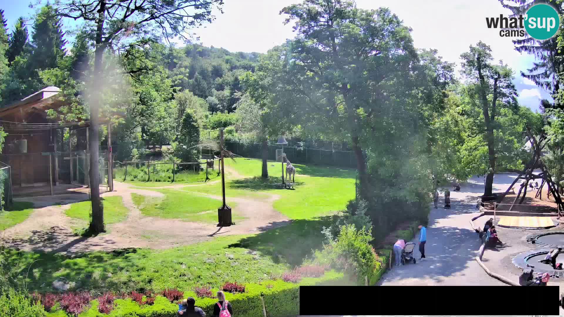 Webcam Zoo Ljubljana – Giraffes