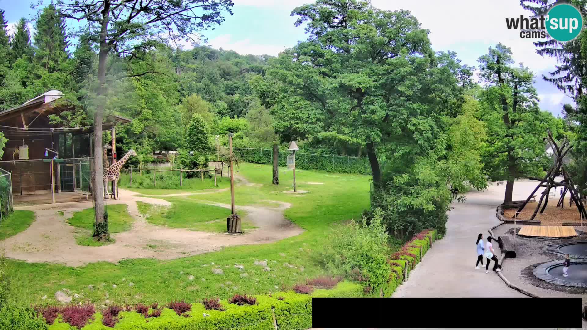 Web kamera Zoo Ljubljana – Žirafe