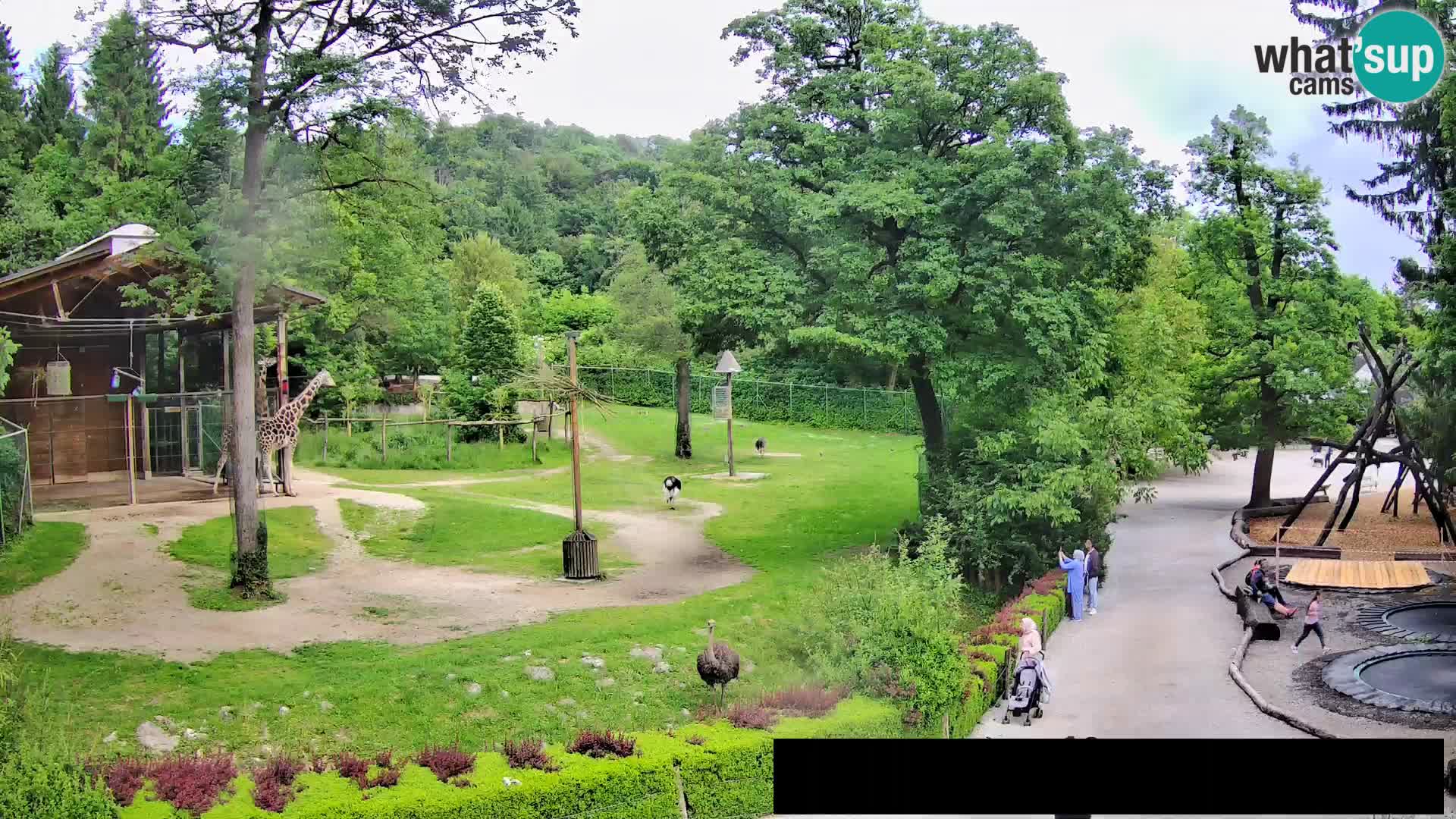Webcam Zoo Ljubljana – Jirafas