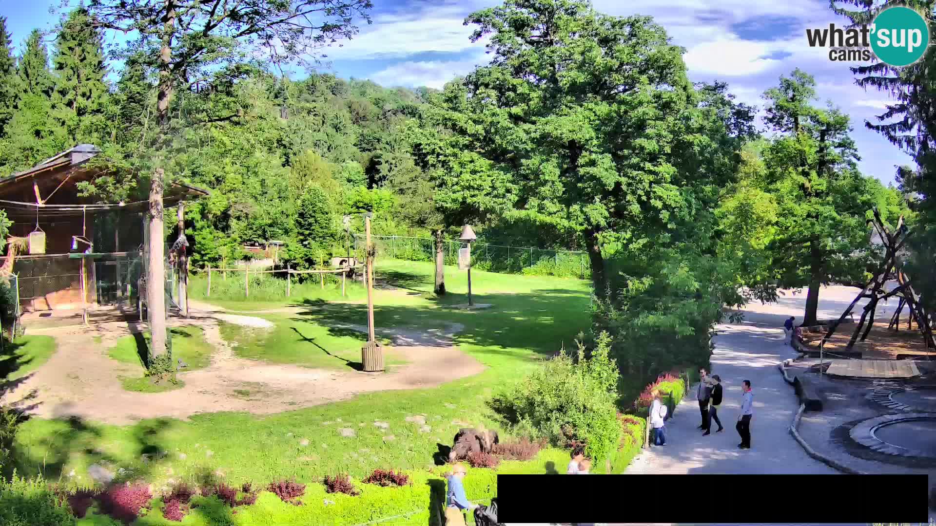 Webcam live Zoo Lubiana – Giraffe