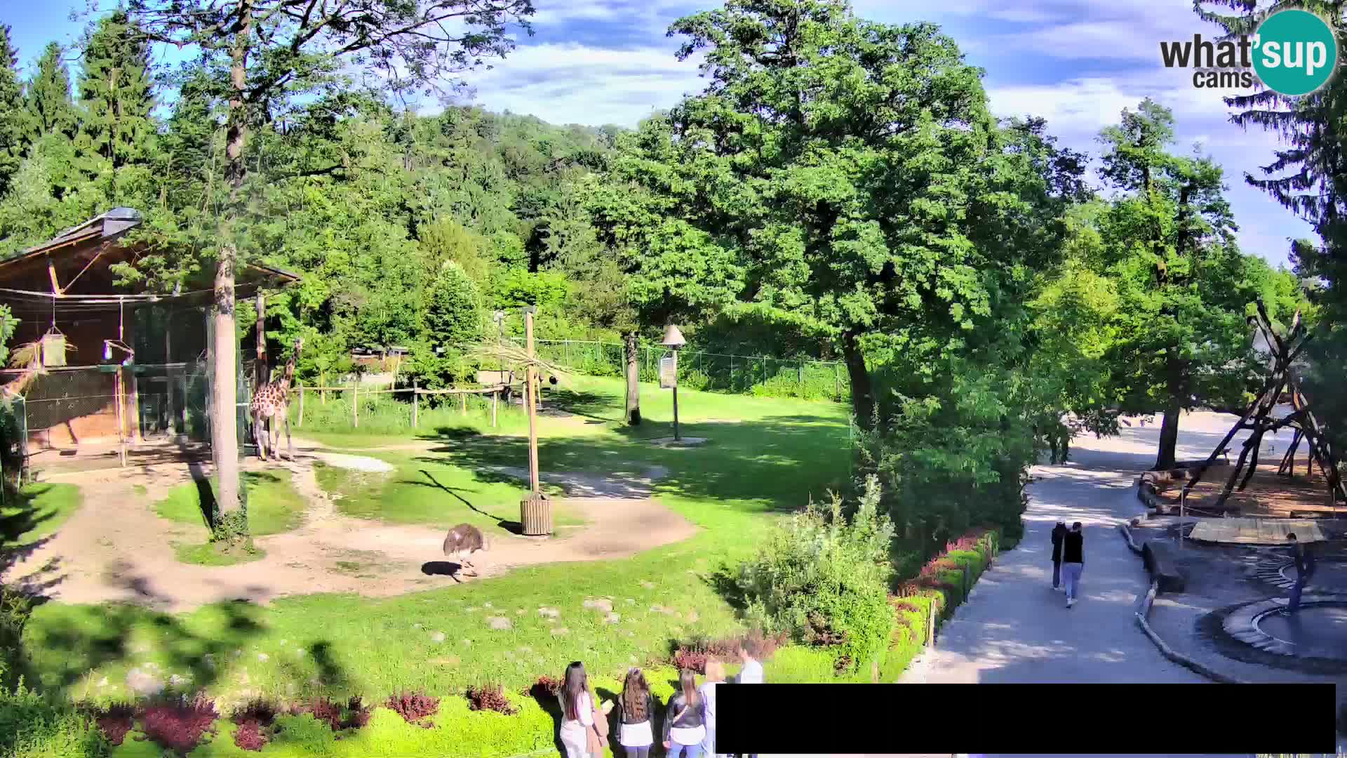 Webcam live Zoo Lubiana – Giraffe
