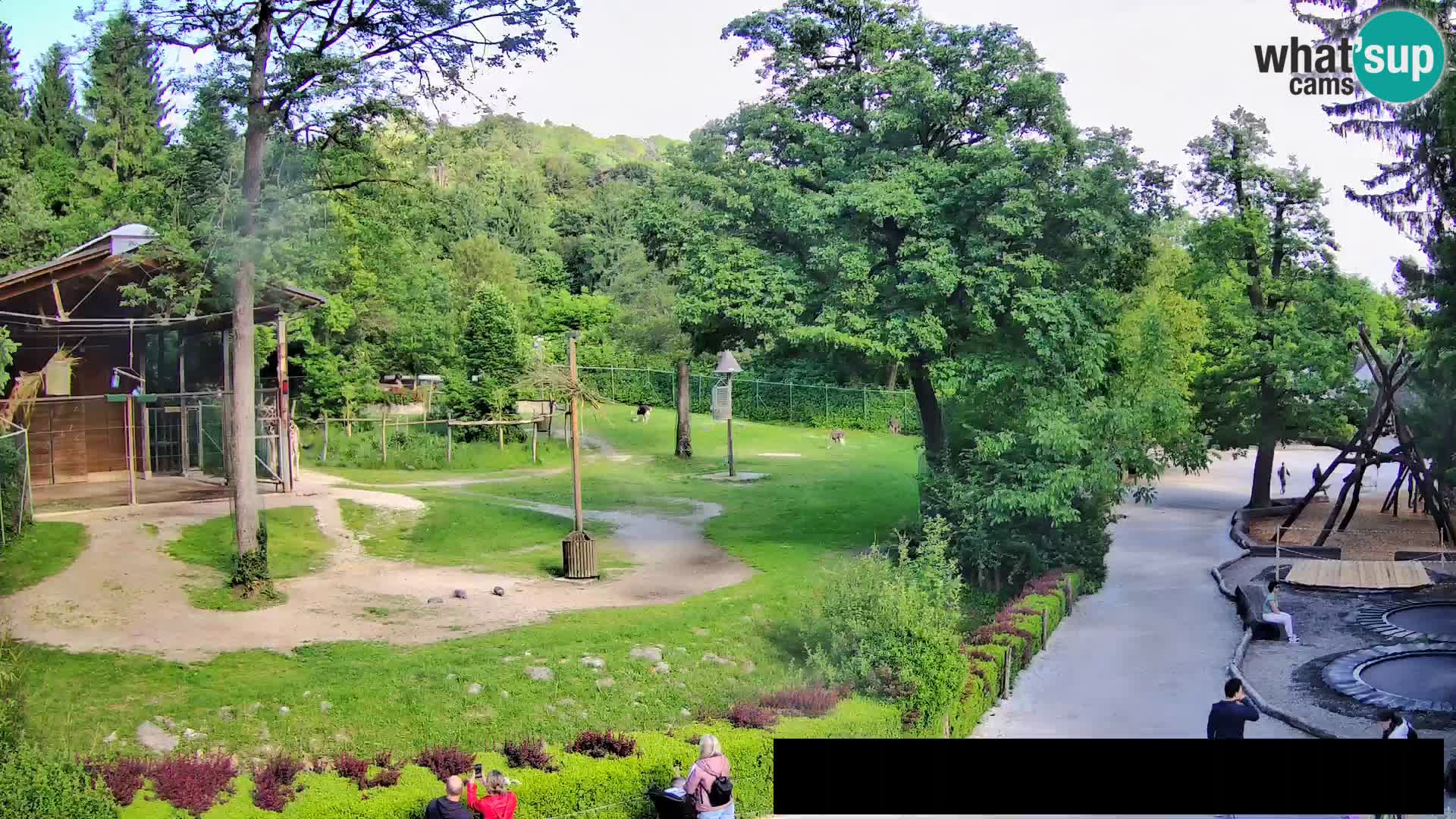 Webcam Zoo Ljubljana – Jirafas