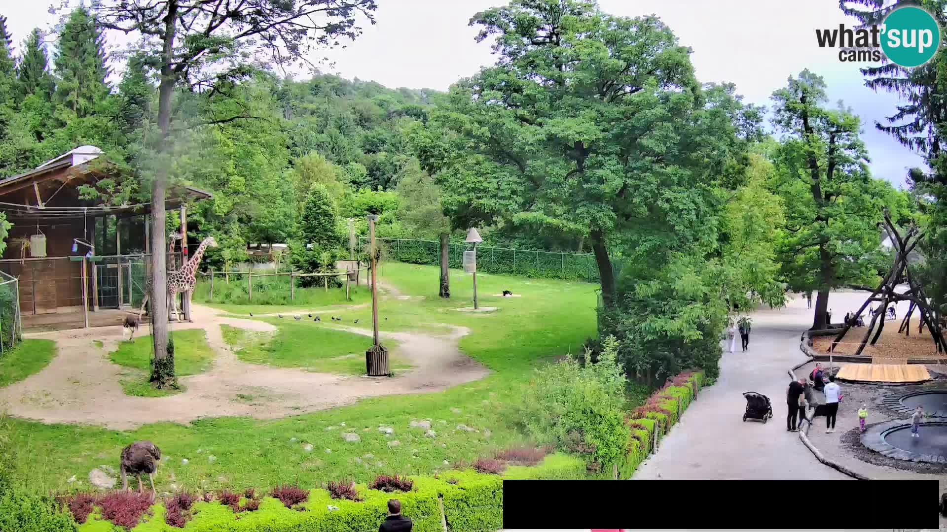 Webcam Zoo Ljubljana – Giraffes