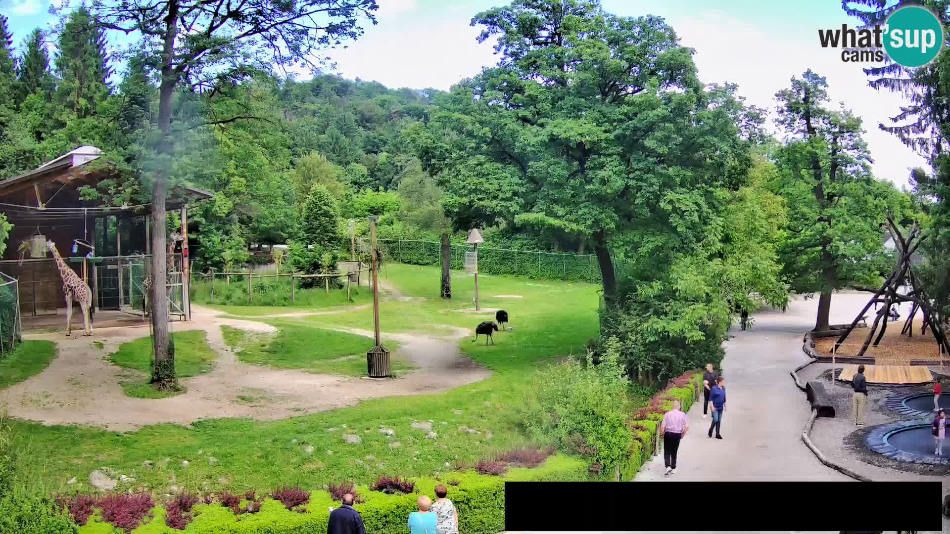Webcam Zoo Ljubljana – Giraffes