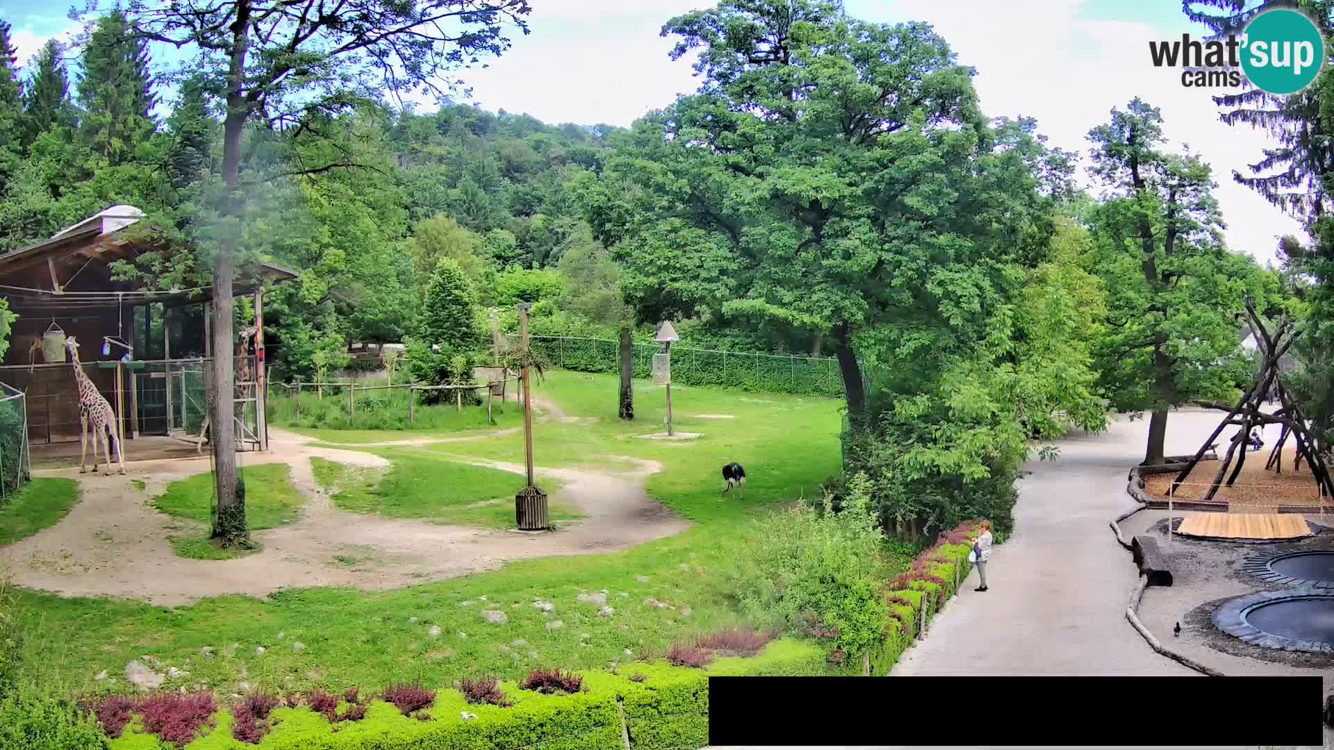Webcam Zoo Ljubljana – Giraffes