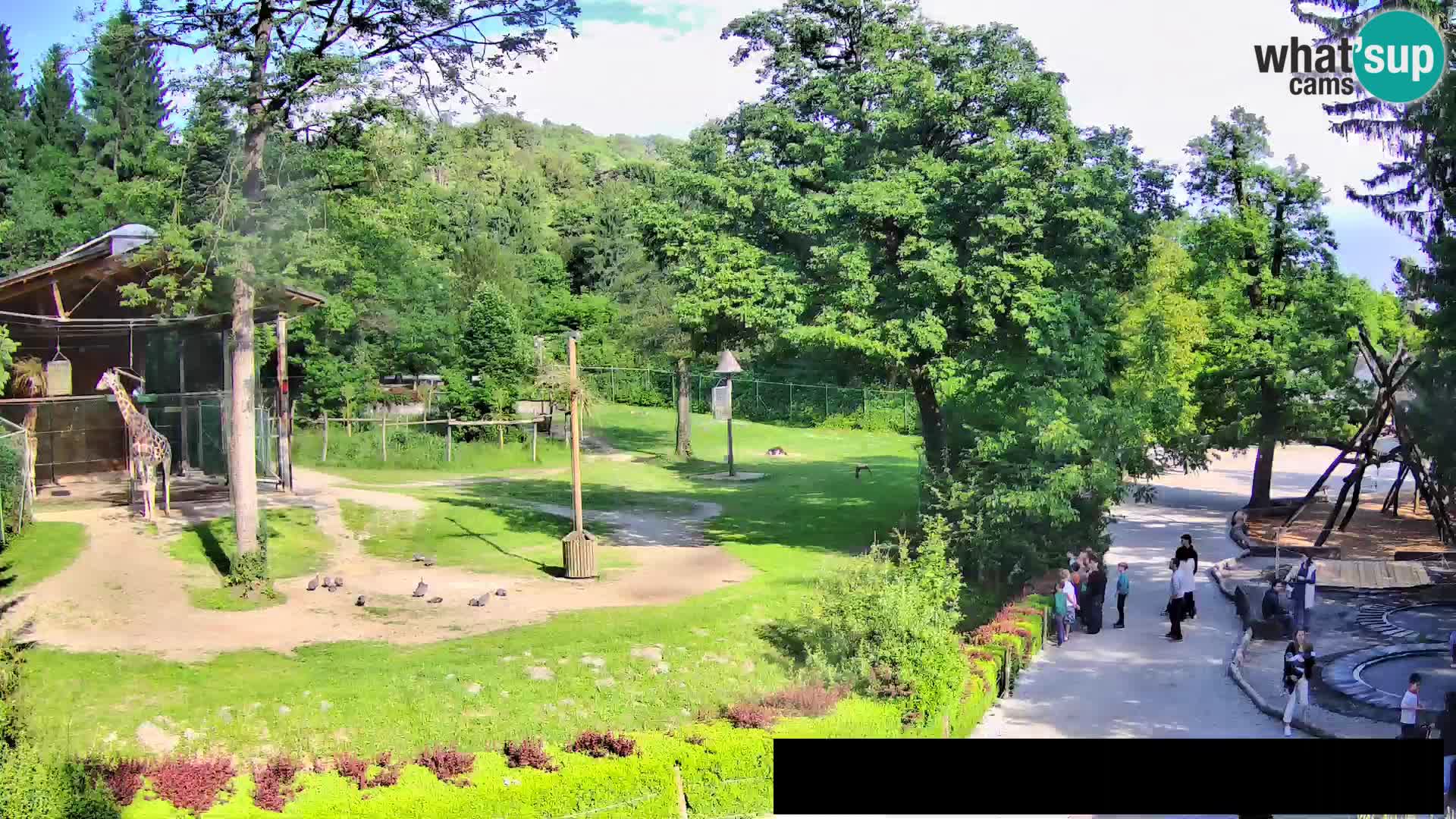Webcam Zoo Ljubljana – Giraffen