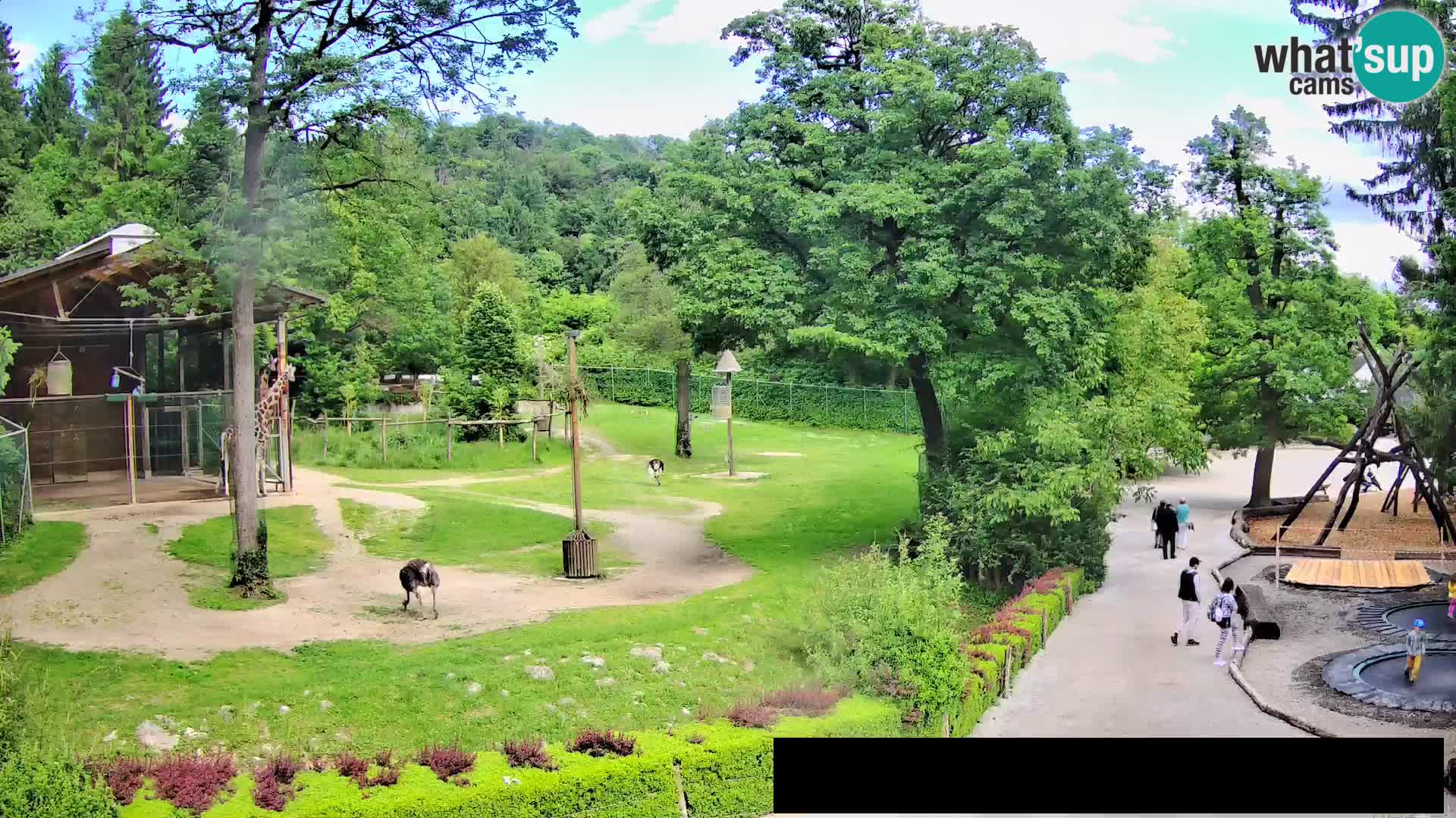 Webcam live Zoo Lubiana – Giraffe