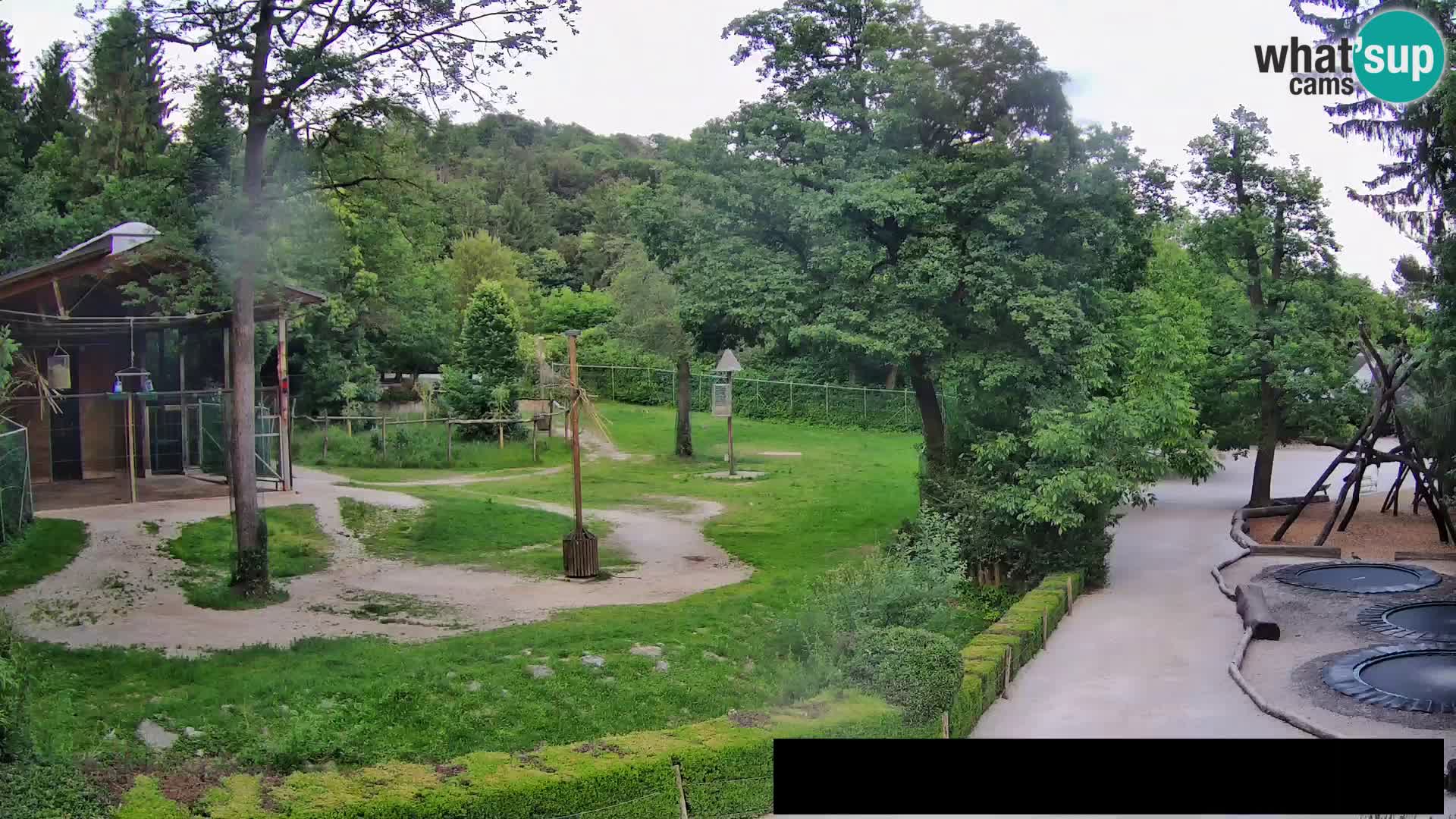 Webcam Zoo Ljubljana – Giraffes