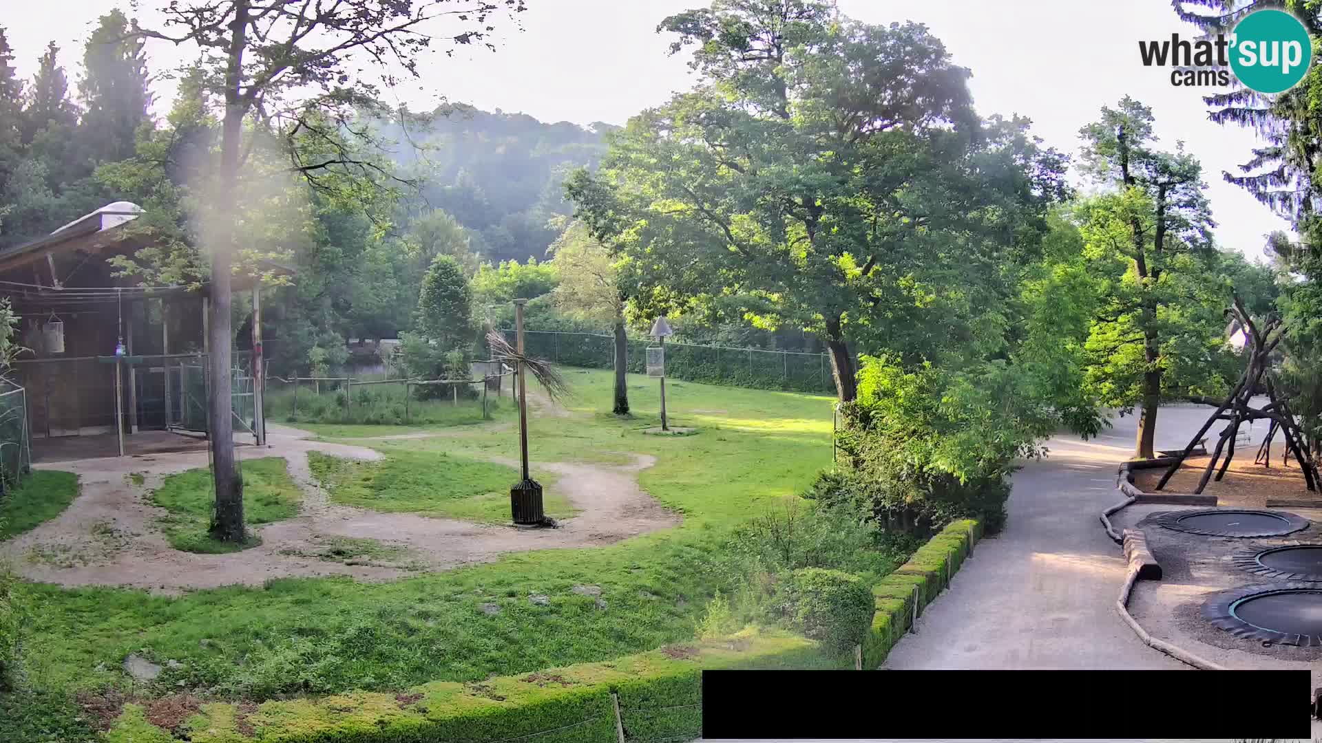 Web kamera Zoo Ljubljana – Žirafe