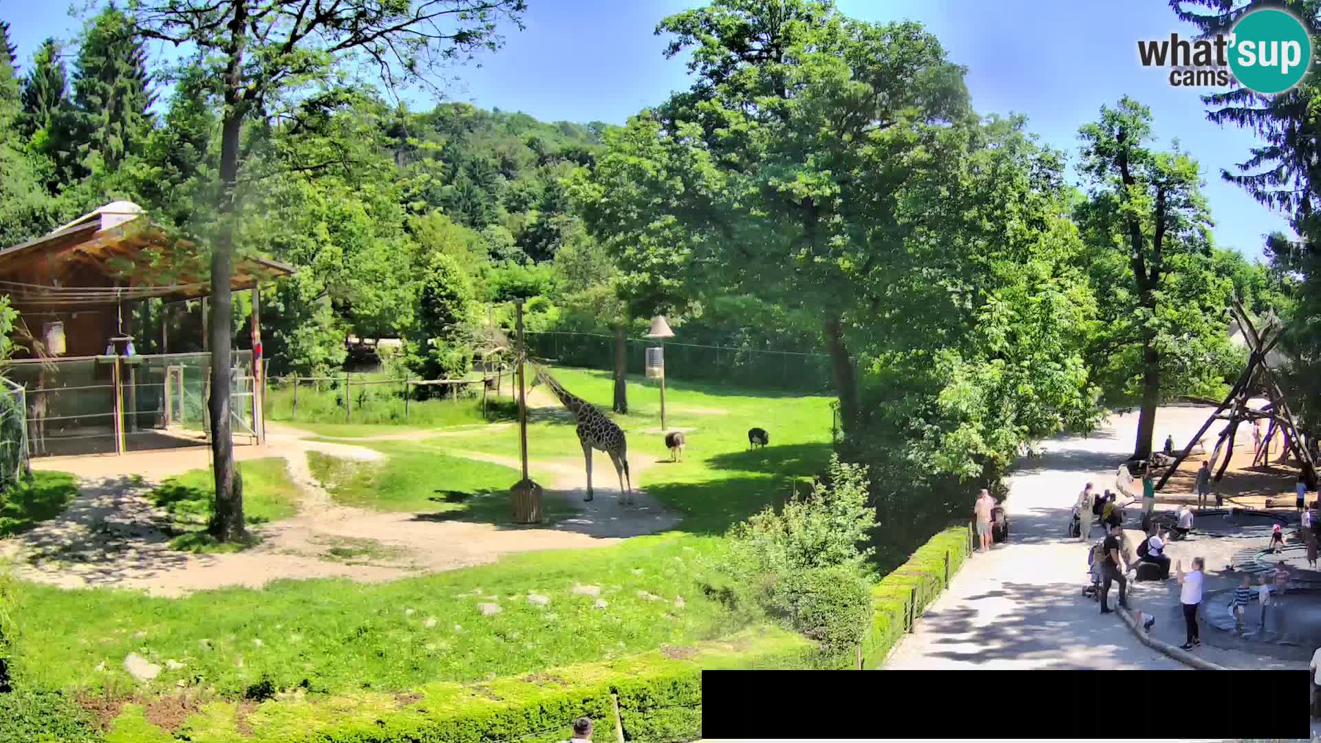 Webcam live Zoo Lubiana – Giraffe