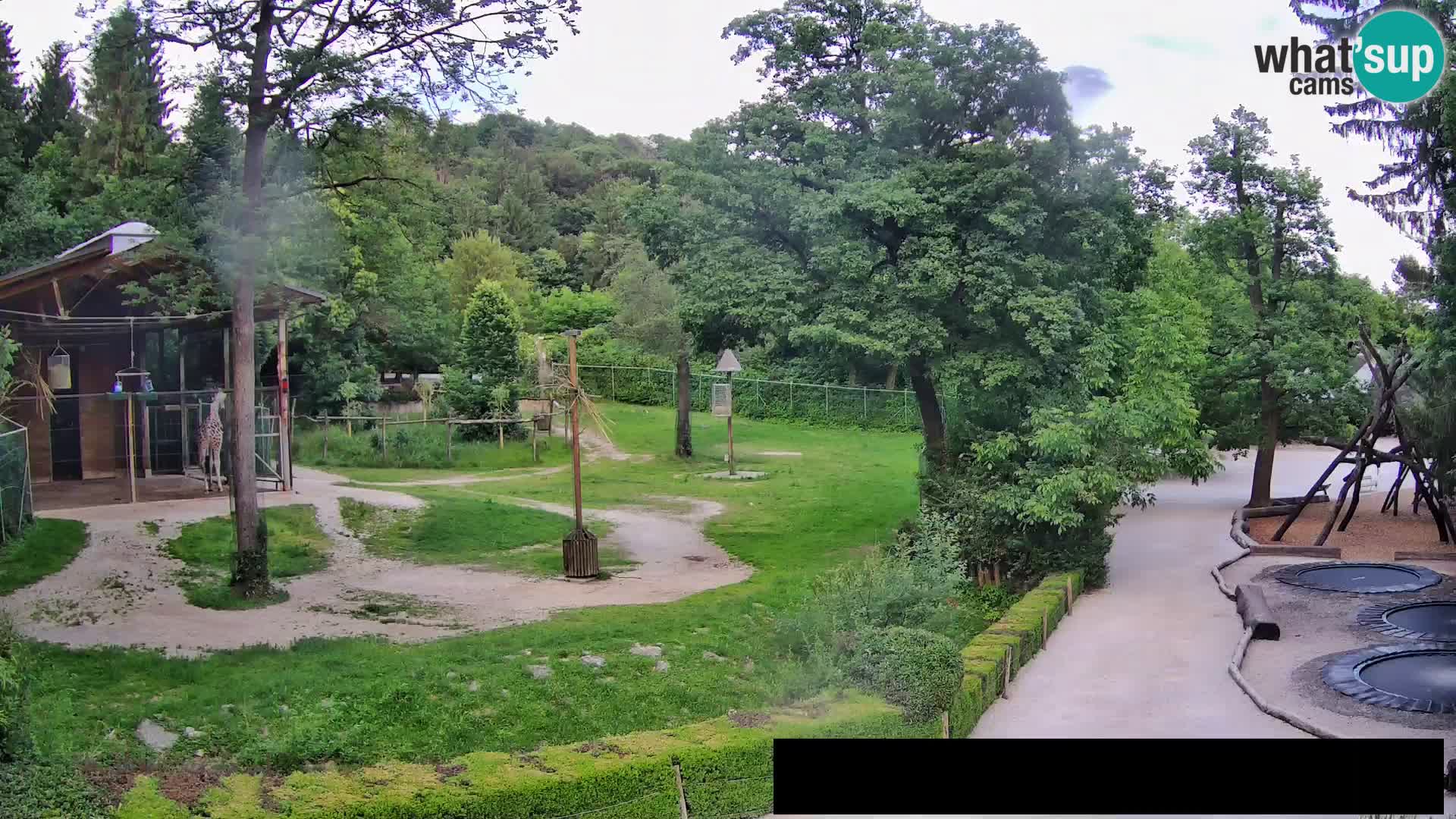 Webcam Zoo Ljubljana – Giraffes