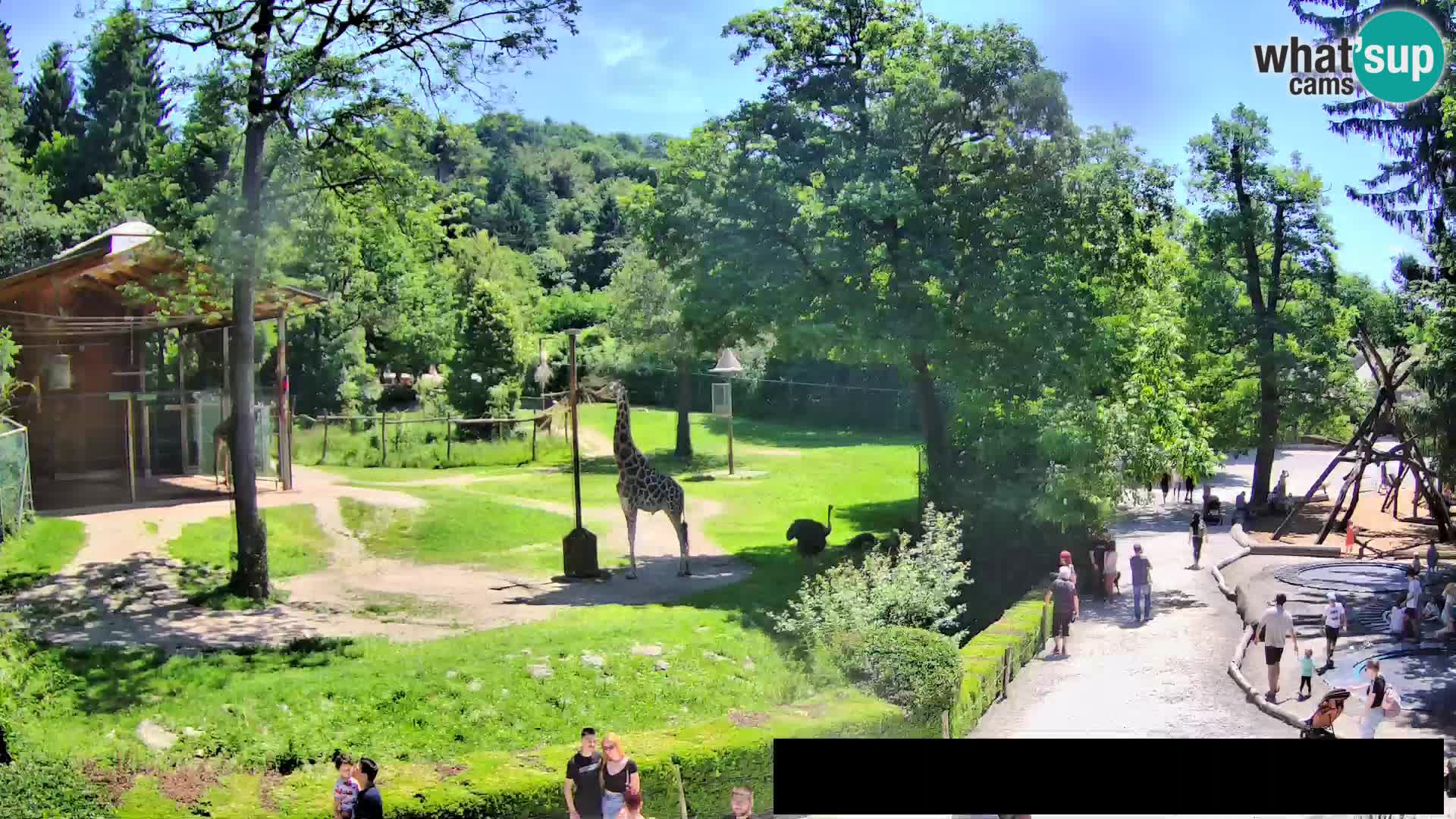 Webcam Zoo Ljubljana – Giraffes