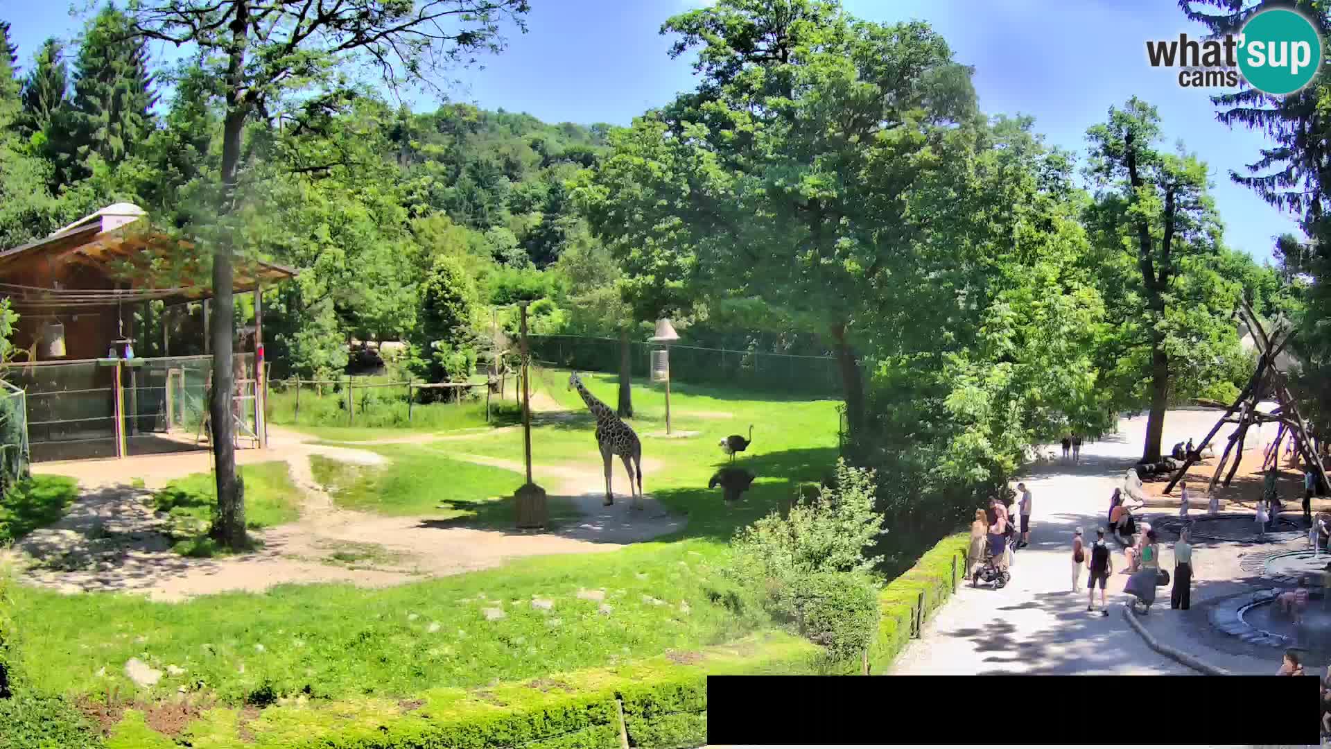 Webcam Zoo Ljubljana – Giraffes