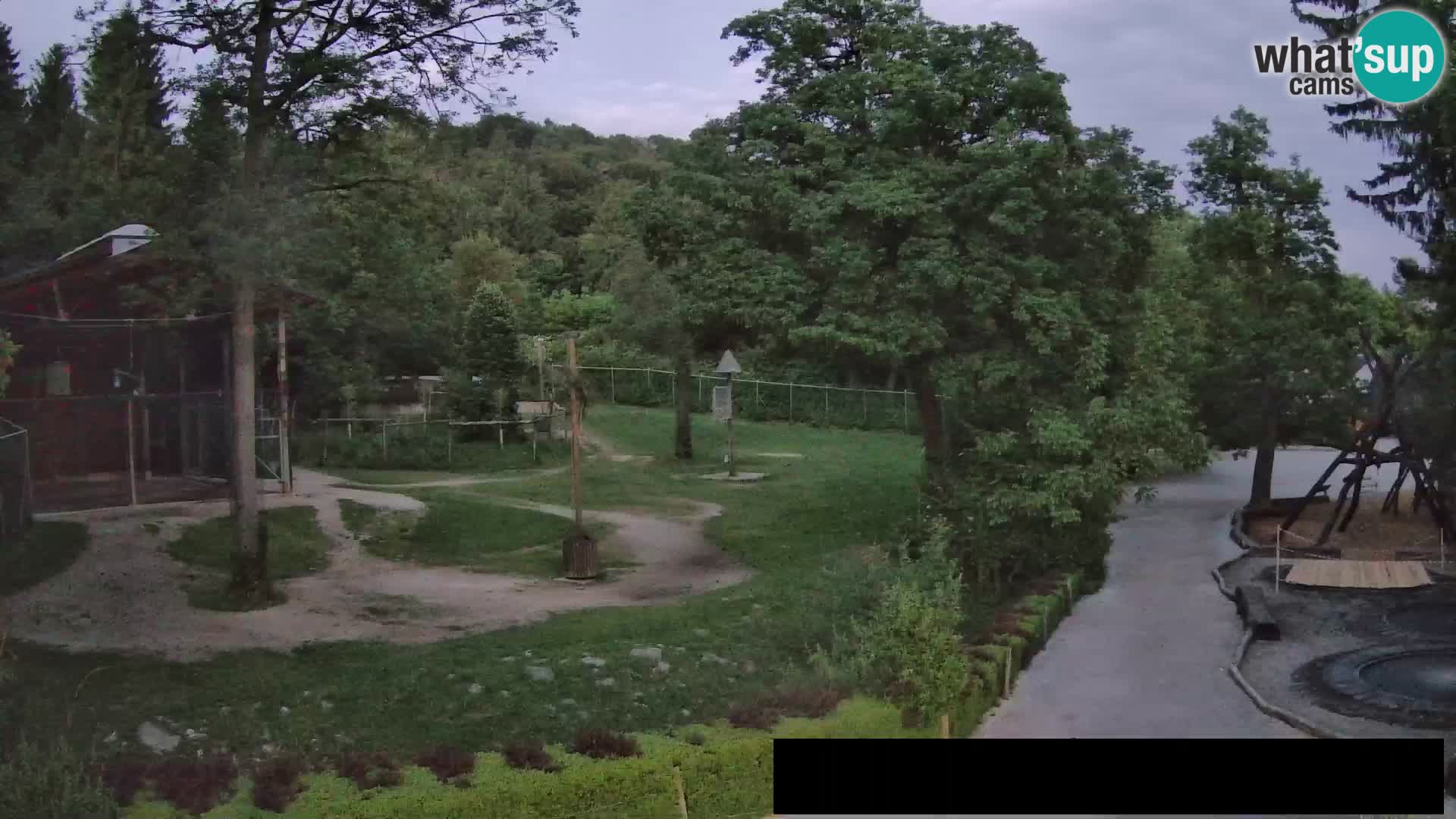 Webcam Zoo Ljubljana – Giraffes