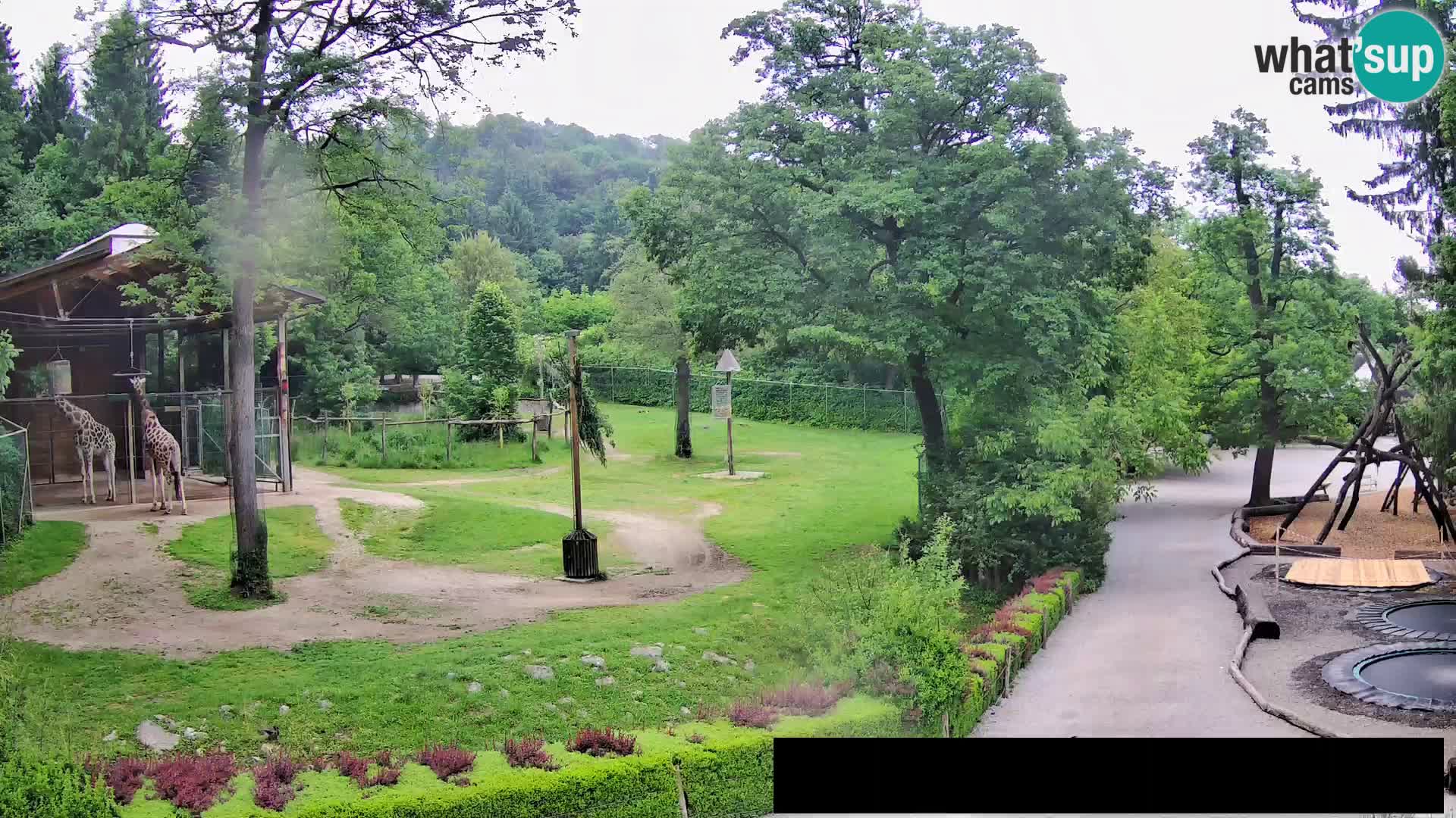 Webcam Zoo Ljubljana – Giraffes