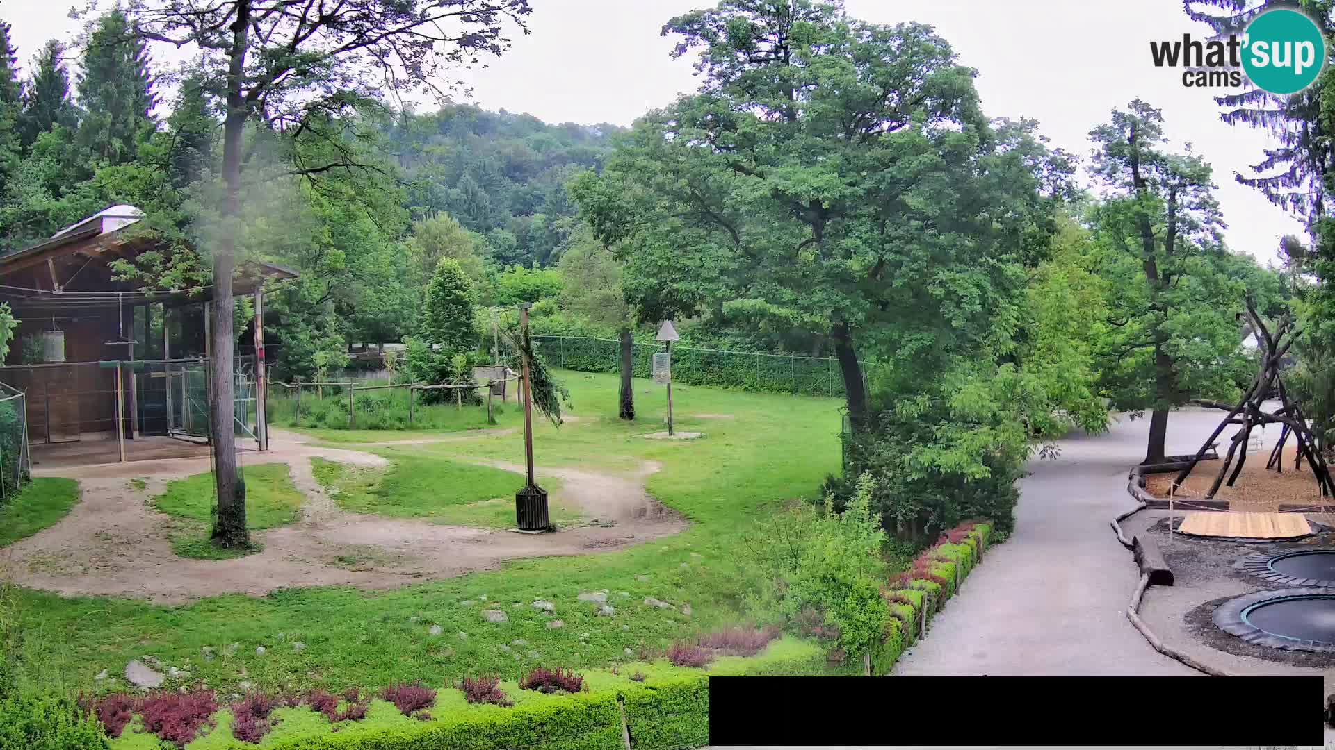Webcam Zoo Ljubljana – Giraffes