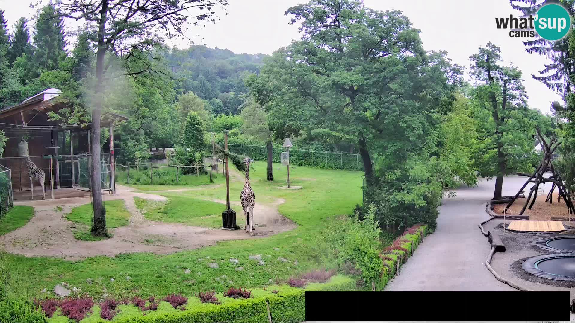 Web kamera Zoo Ljubljana – Žirafe