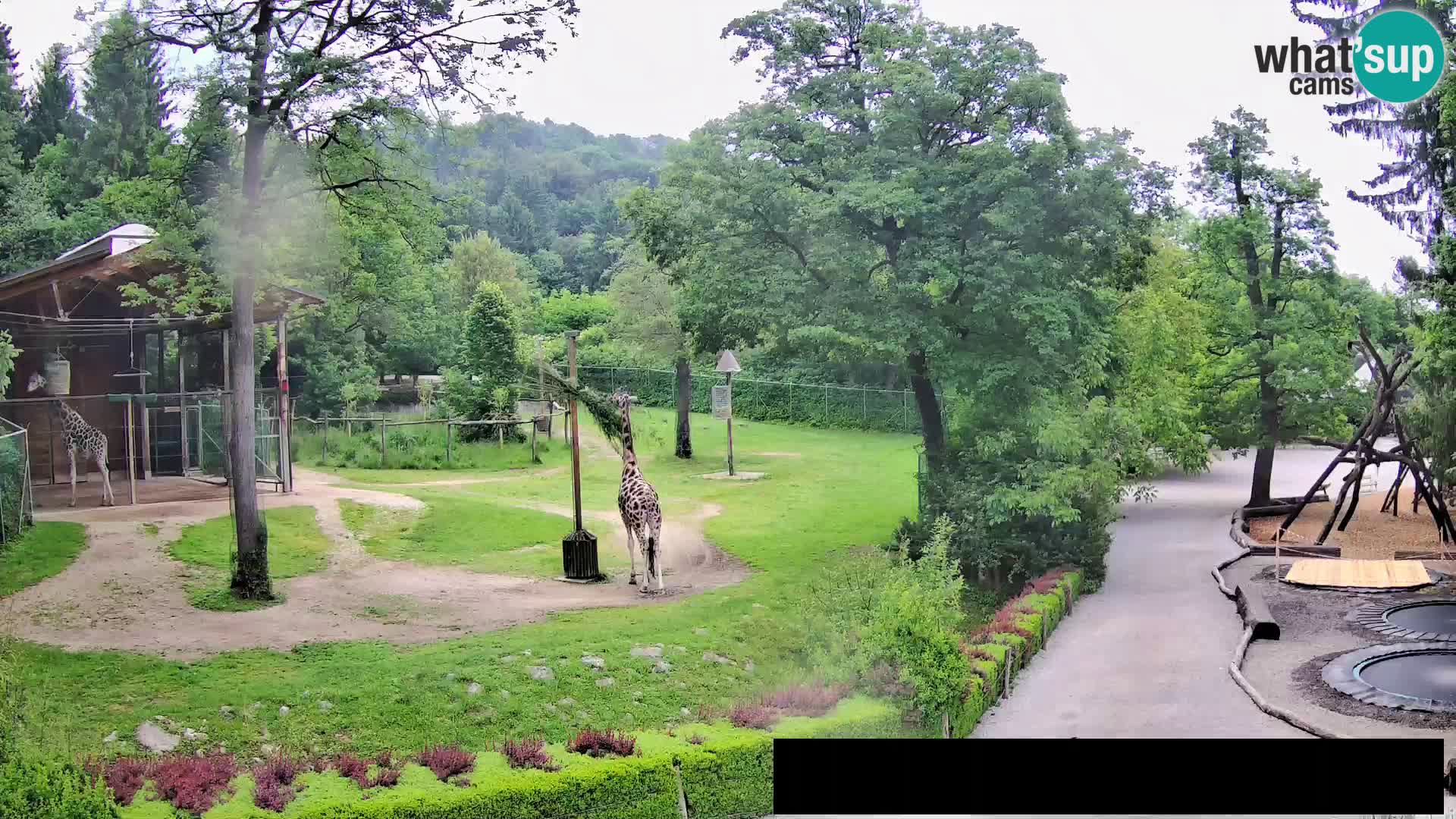 Web kamera Zoo Ljubljana – Žirafe