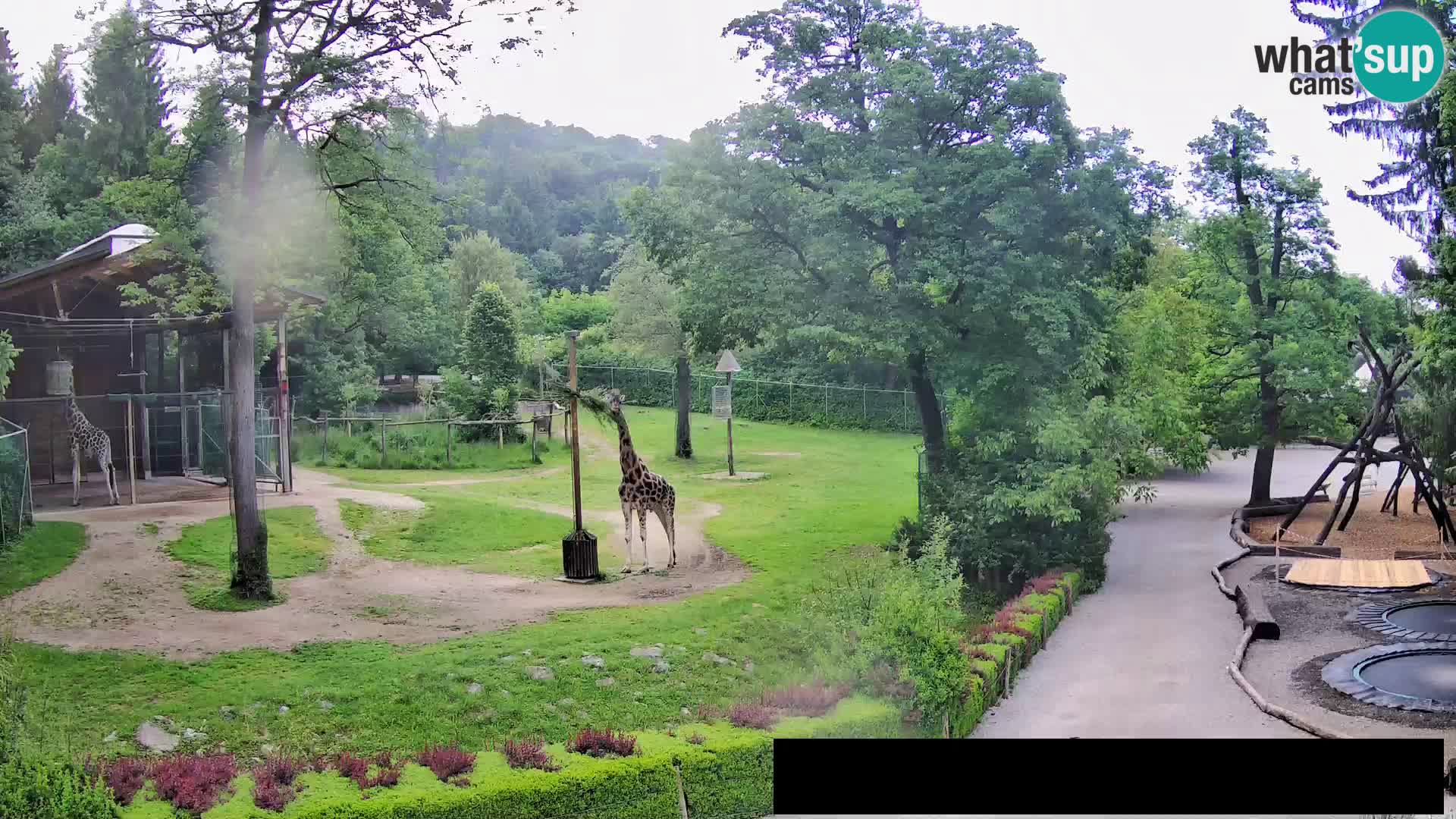 Webcam Zoo Ljubljana – Giraffes