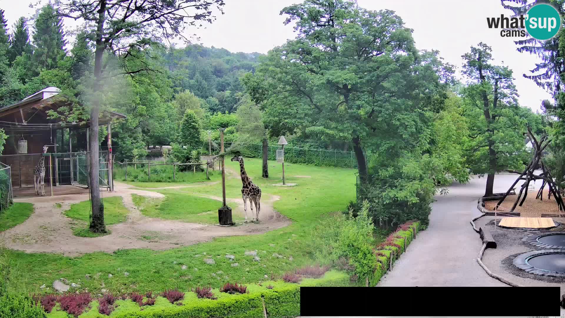 Webcam live Zoo Lubiana – Giraffe