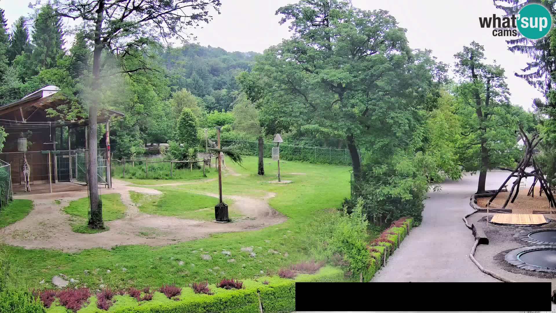 Webcam Zoo Ljubljana – Giraffes