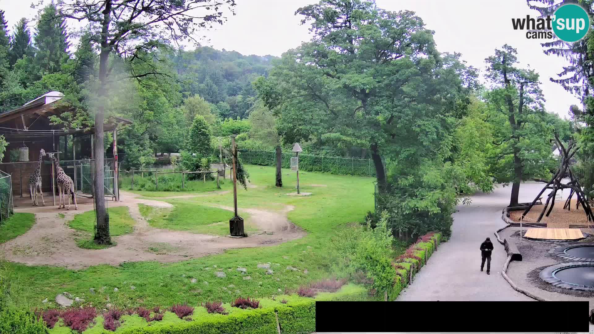 Webcam Zoo Ljubljana – Giraffes