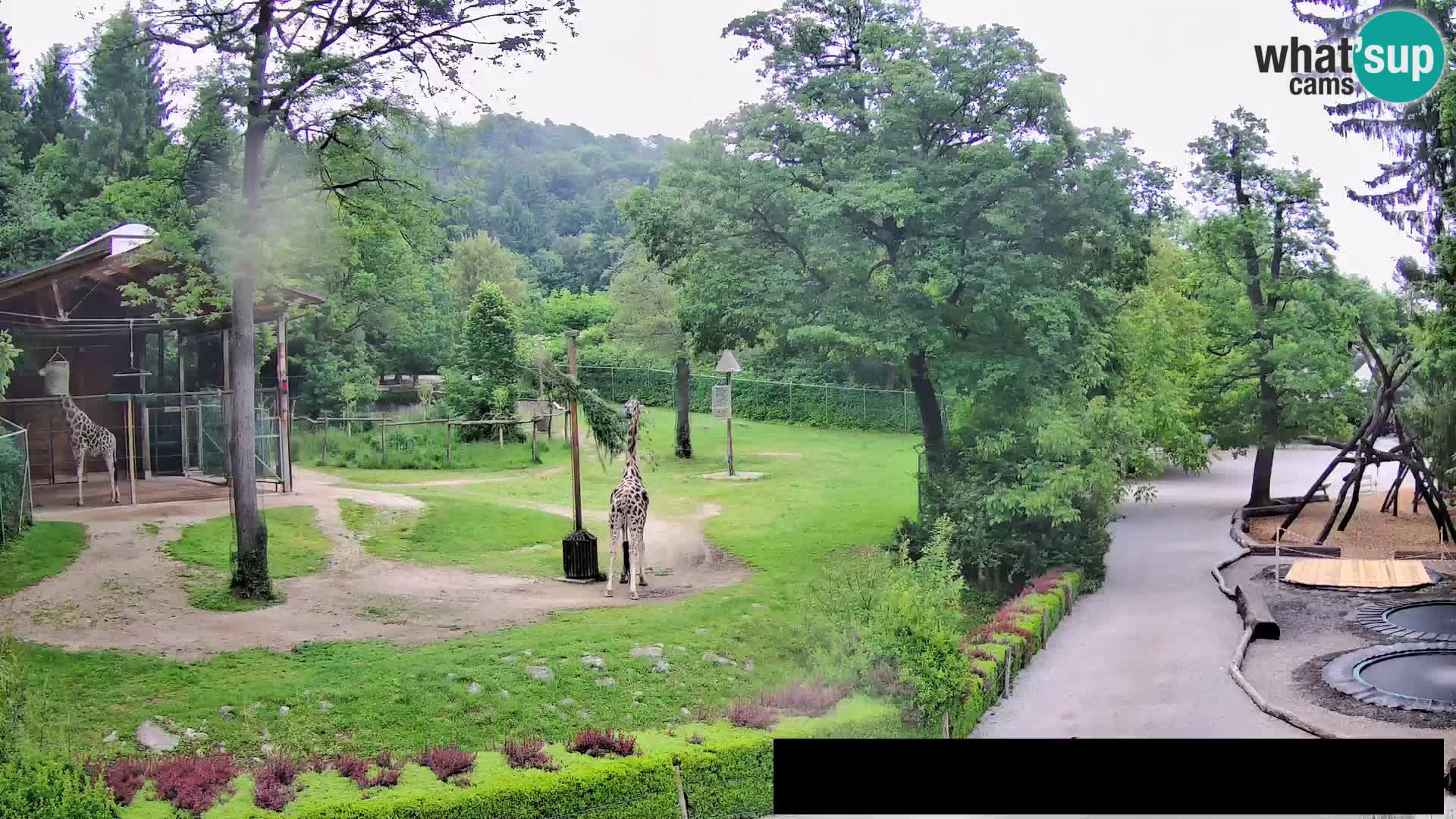 Webcam live Zoo Lubiana – Giraffe