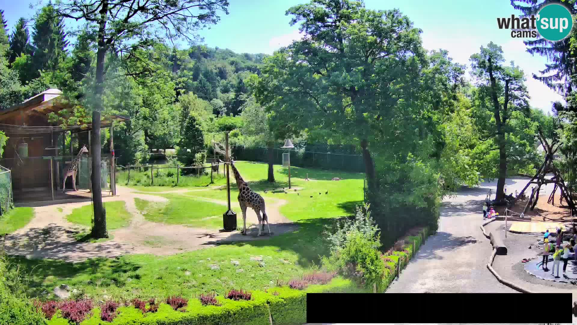 Webcam Zoo Ljubljana – Jirafas