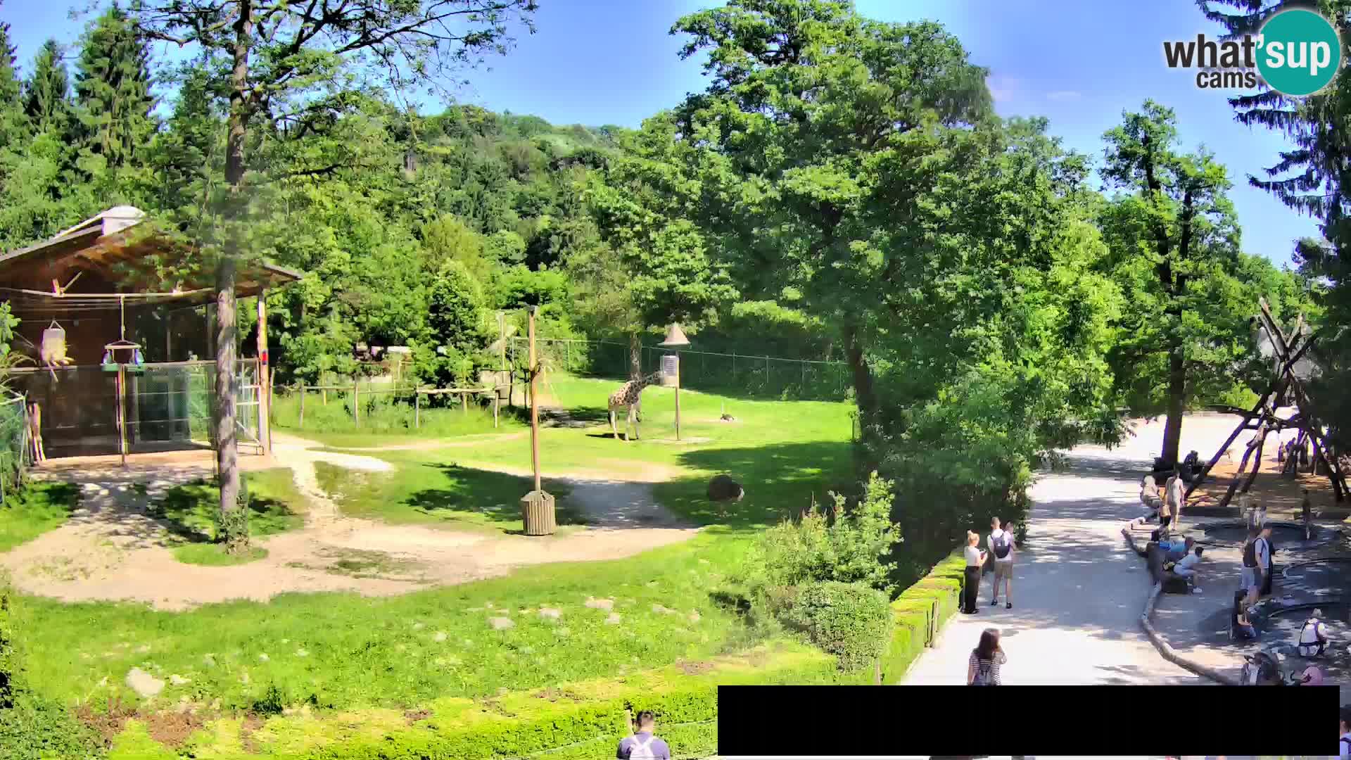 Webcam Zoo Ljubljana – Giraffes
