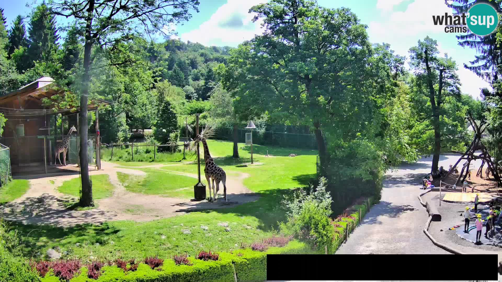 Web kamera Zoo Ljubljana – Žirafe