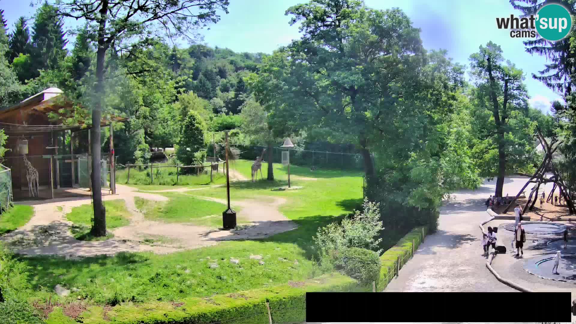 Webcam Zoo Ljubljana – Giraffes