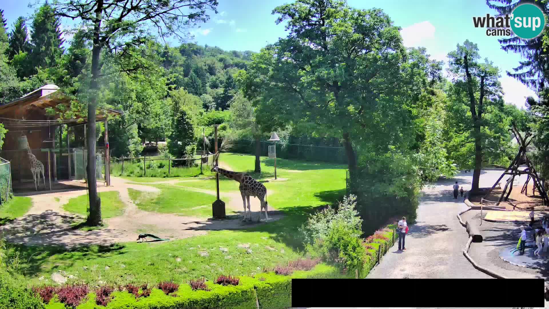 Webcam Zoo Ljubljana – Giraffes